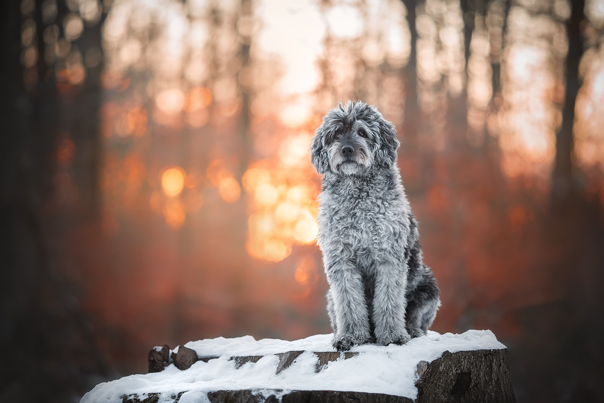 Dog sitting on a snowy tree stump HD Wallpaper