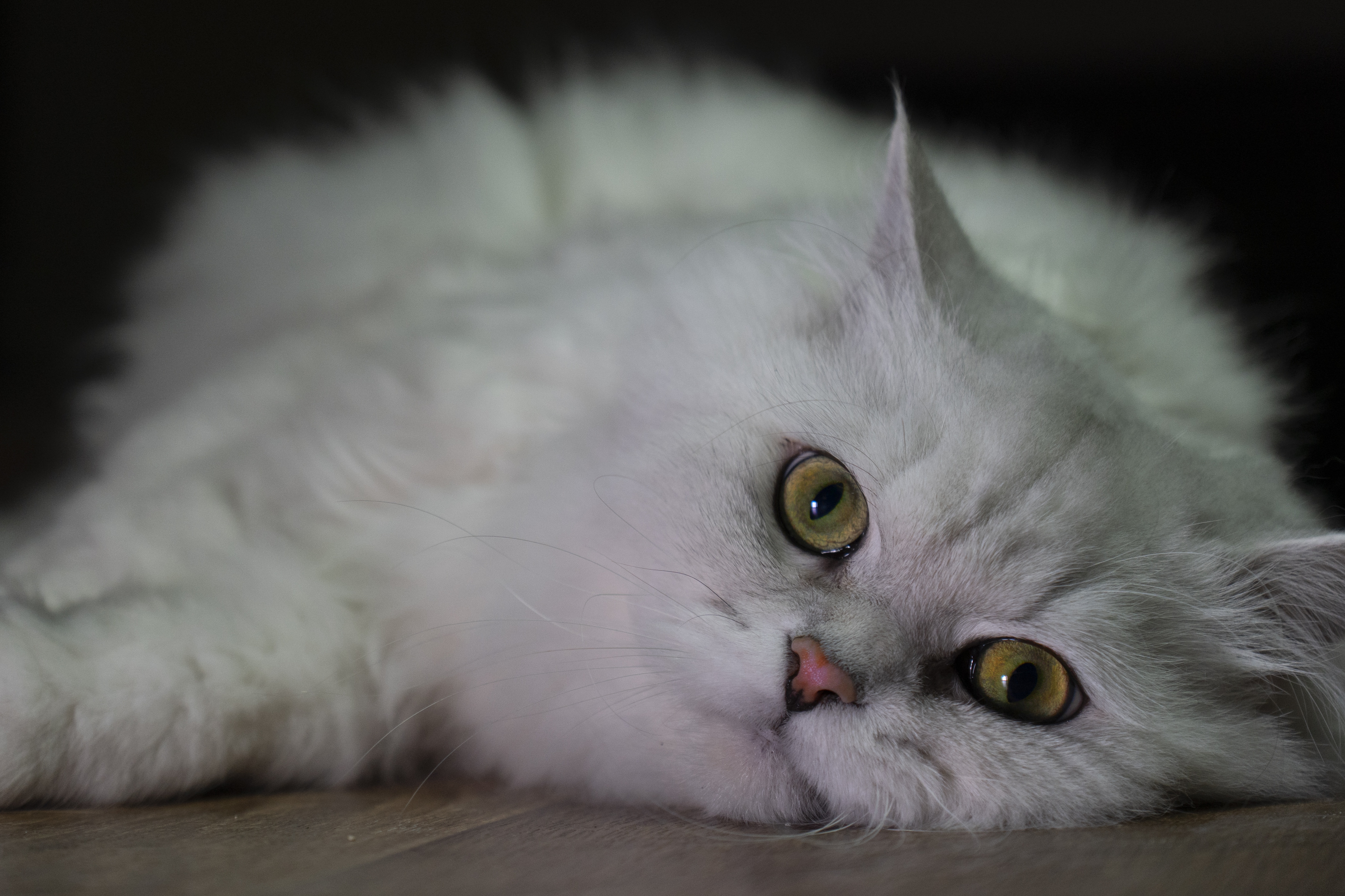 White Persian Cat Staring HD Wallpaper