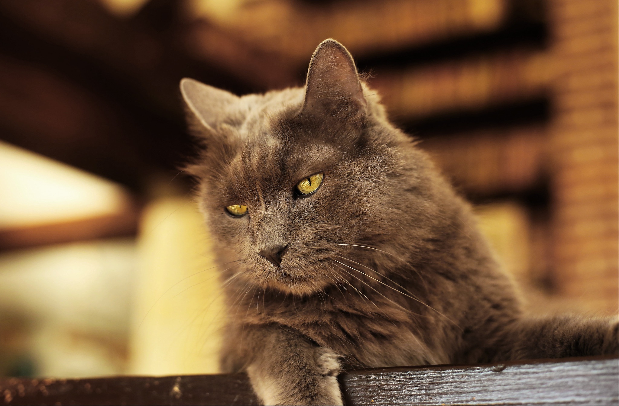 A fluffy gray cat with yellow eyes rests on a wooden surface. HD Wallpaper