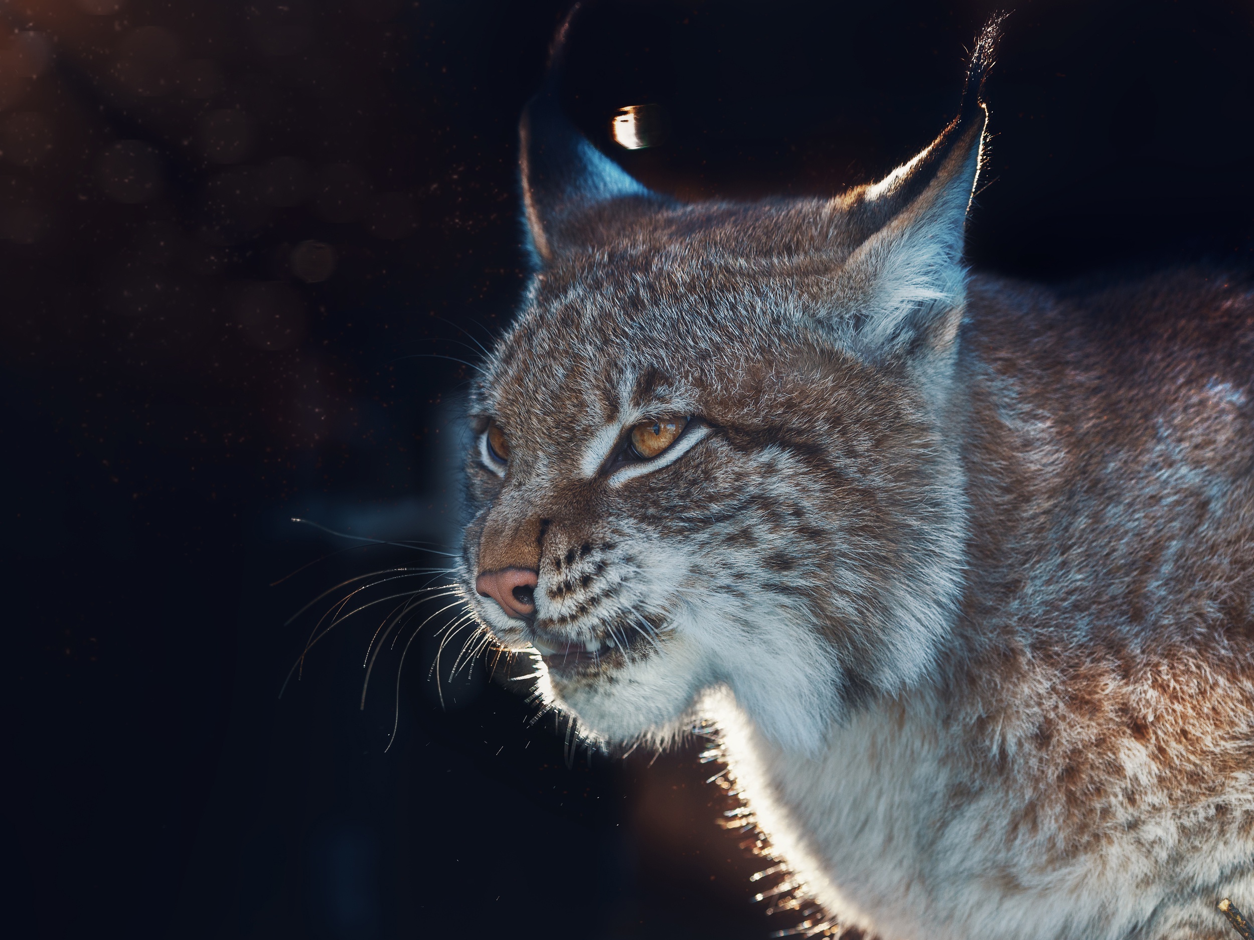 Close-up of a Lynx's face HD Wallpaper