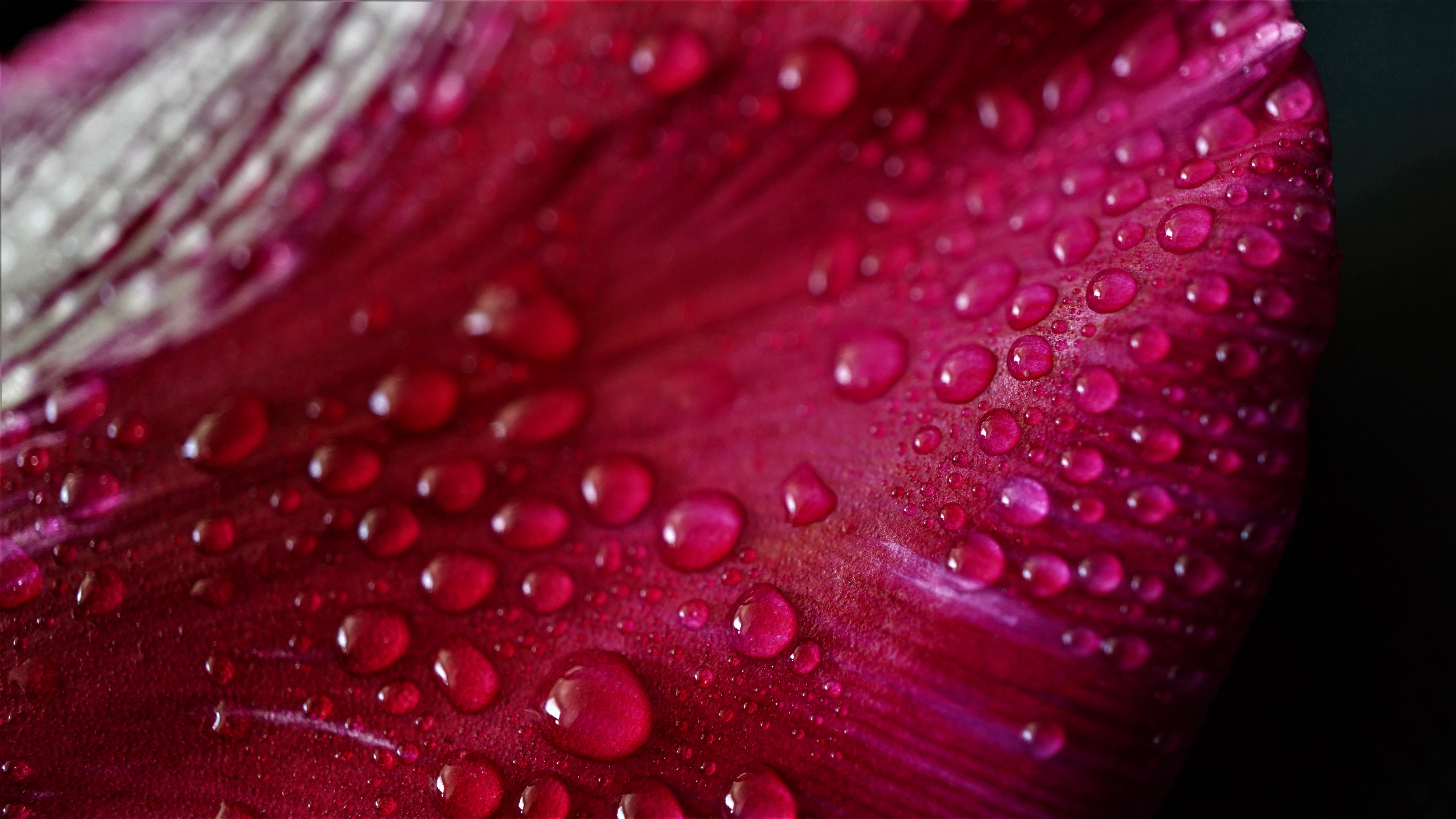 Macro shot of water droplets on a pink tulip petal HD Wallpaper