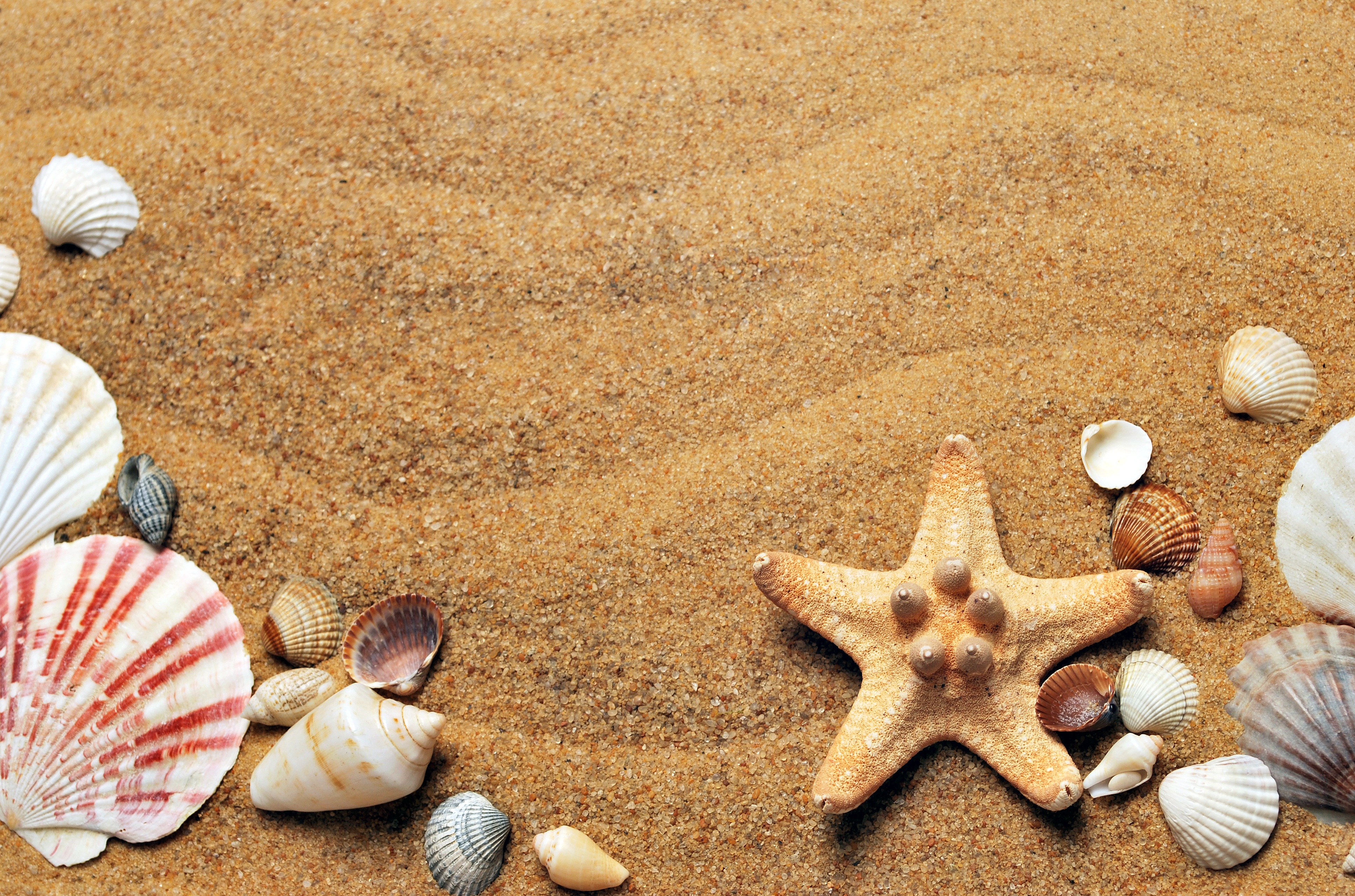 Starfish and seashells on sand 4K HD Wallpaper