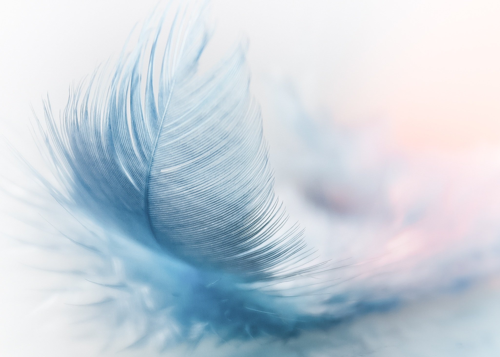 Macro photography of a blue feather HD Wallpaper