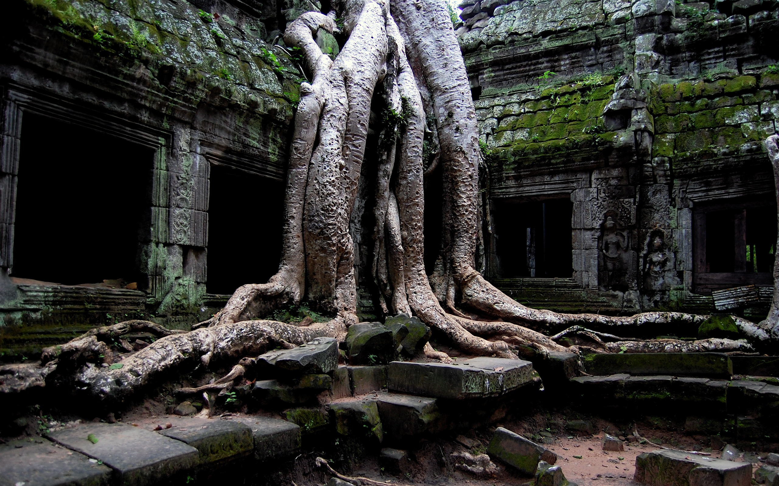 Tree Overgrows Abandoned Ta Prohm Temple Ruin HD Wallpaper