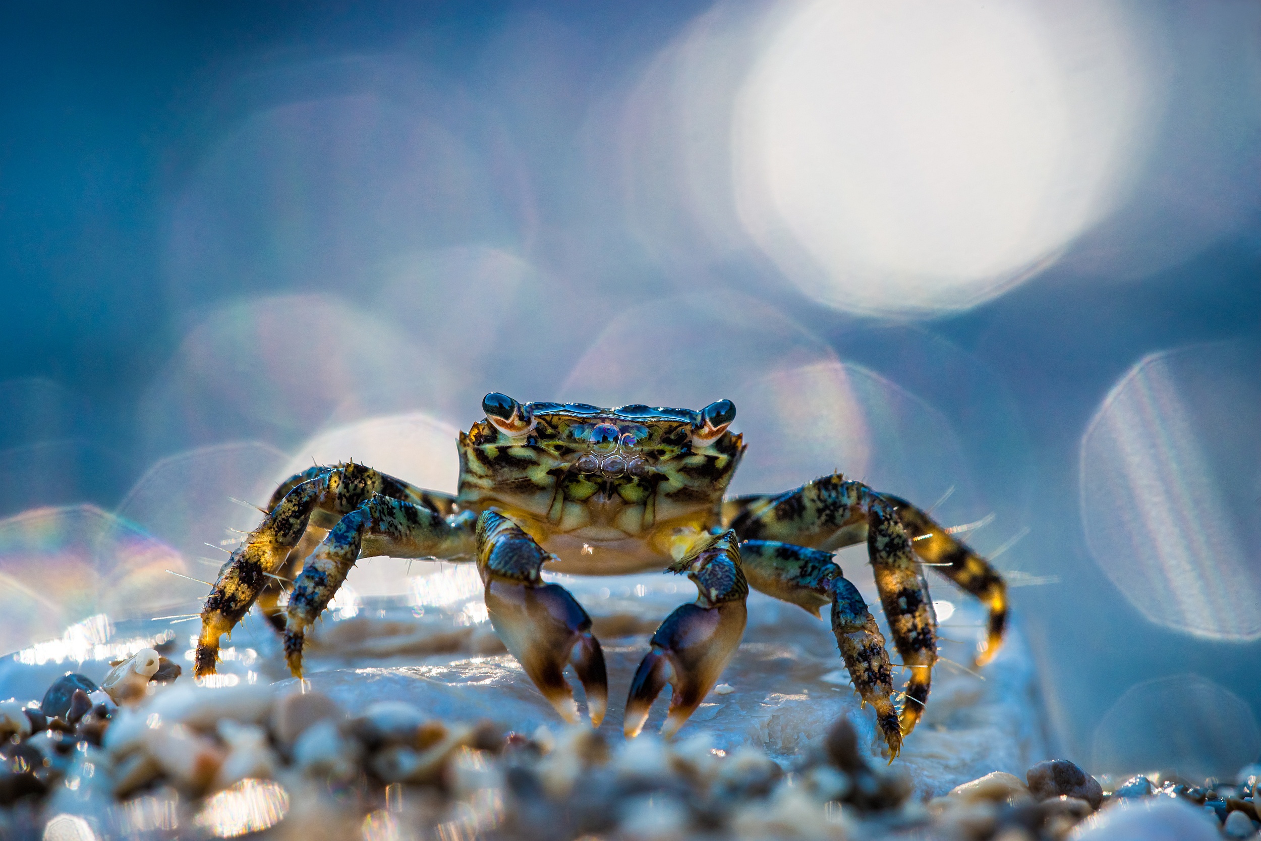 Close-up of a crab on a beach with bokeh background HD Wallpaper