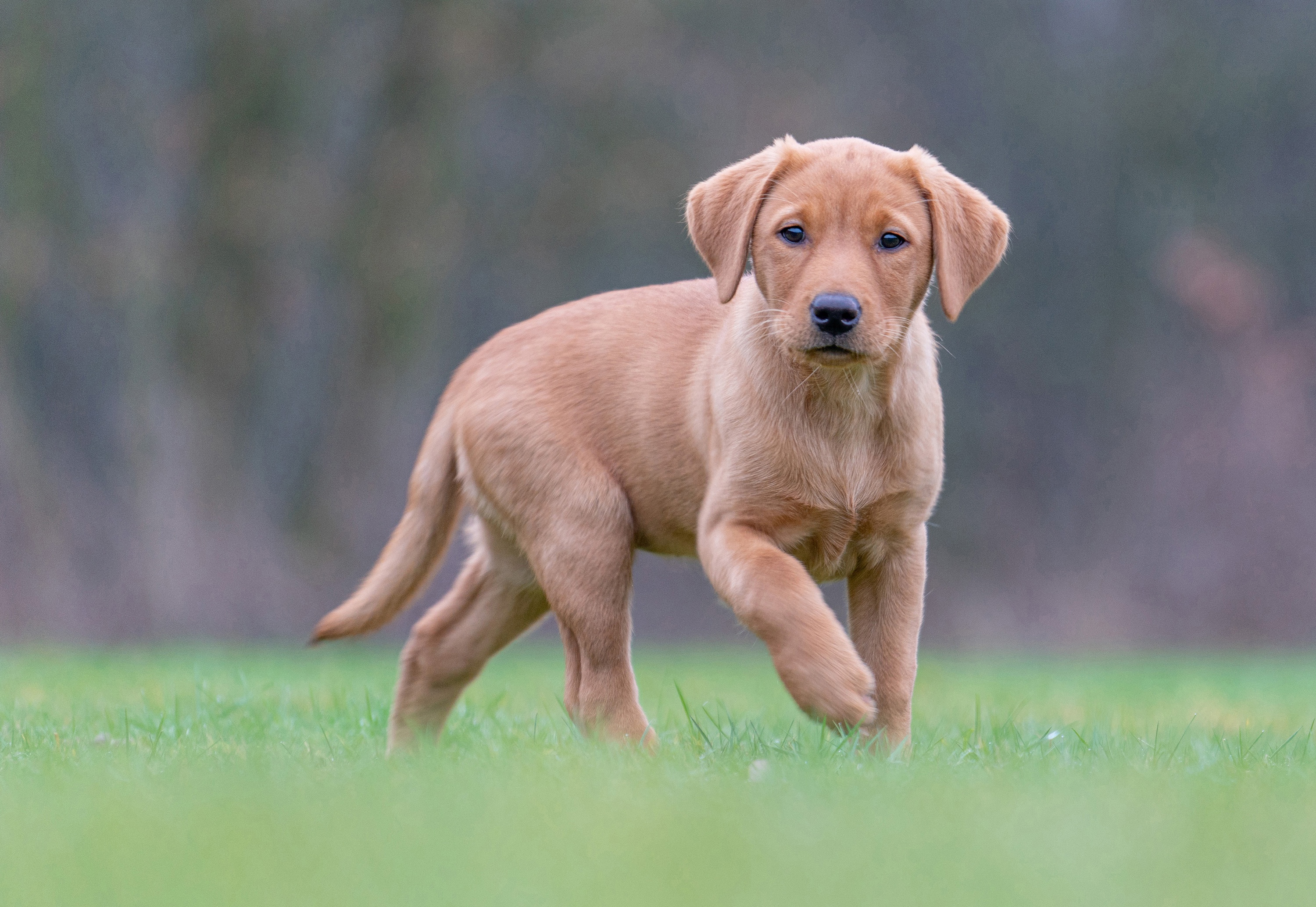 A young fox red Labrador Retriever puppy walks on grass HD Wallpaper