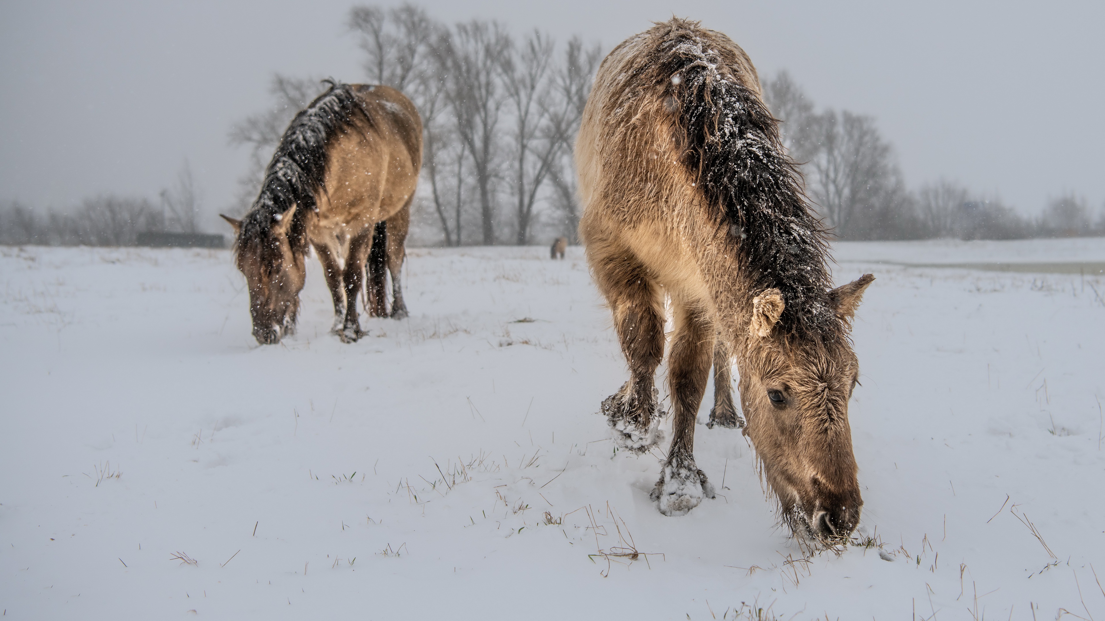 Horses in the Snow HD Wallpaper