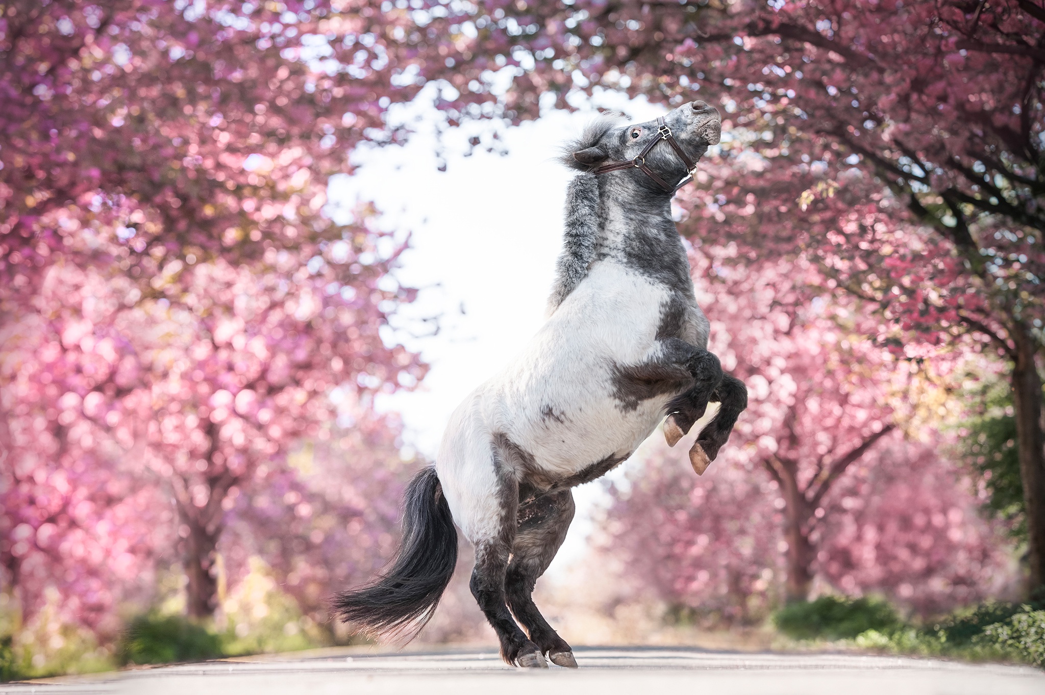 A dappled horse rears up in a cherry blossom lane HD Wallpaper