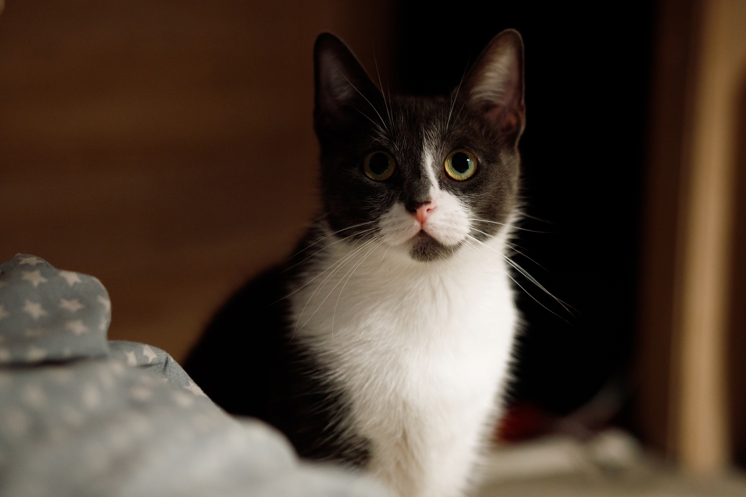 A tuxedo cat with green eyes looks forward HD Wallpaper