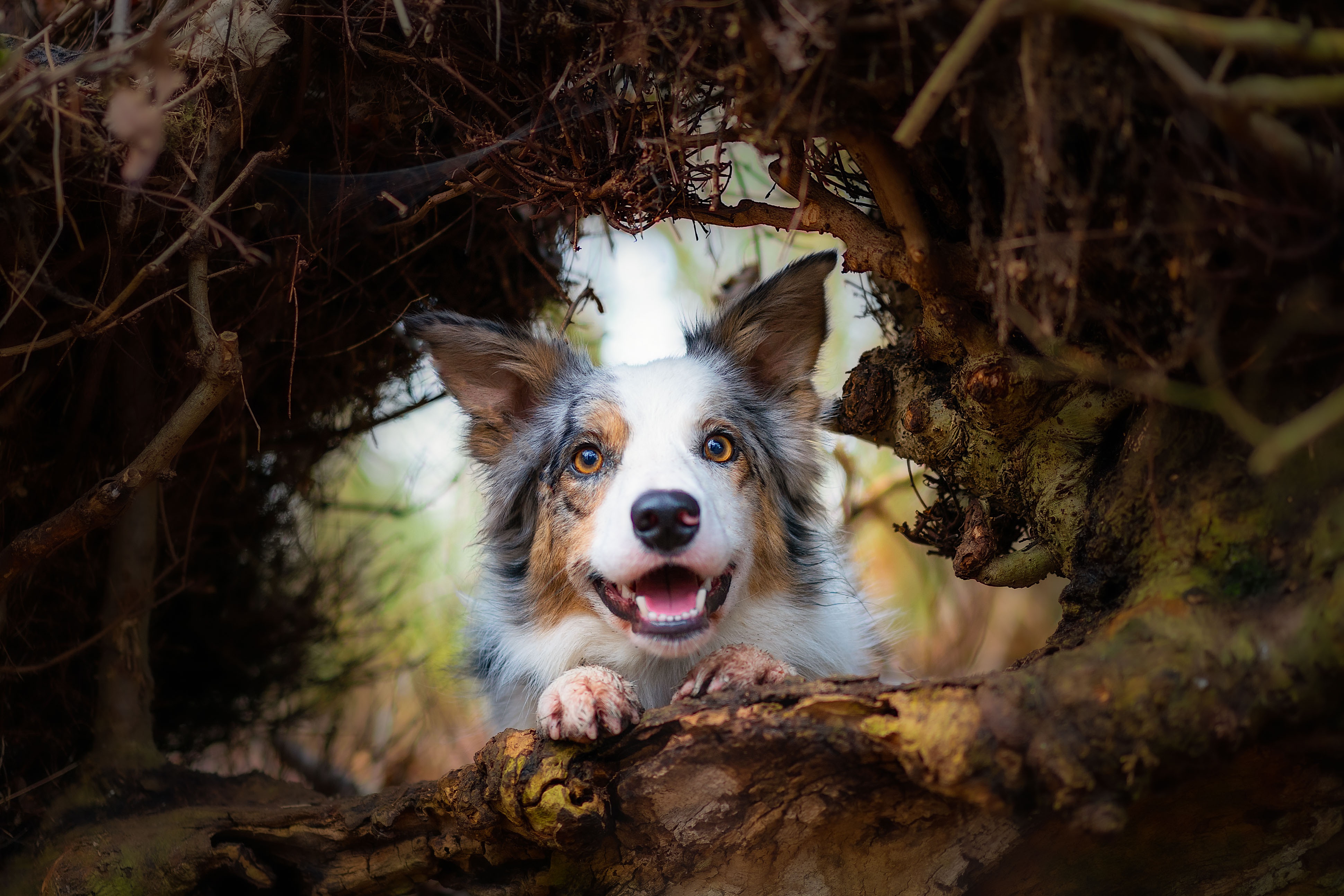 Border Collie peeking through branches HD Wallpaper
