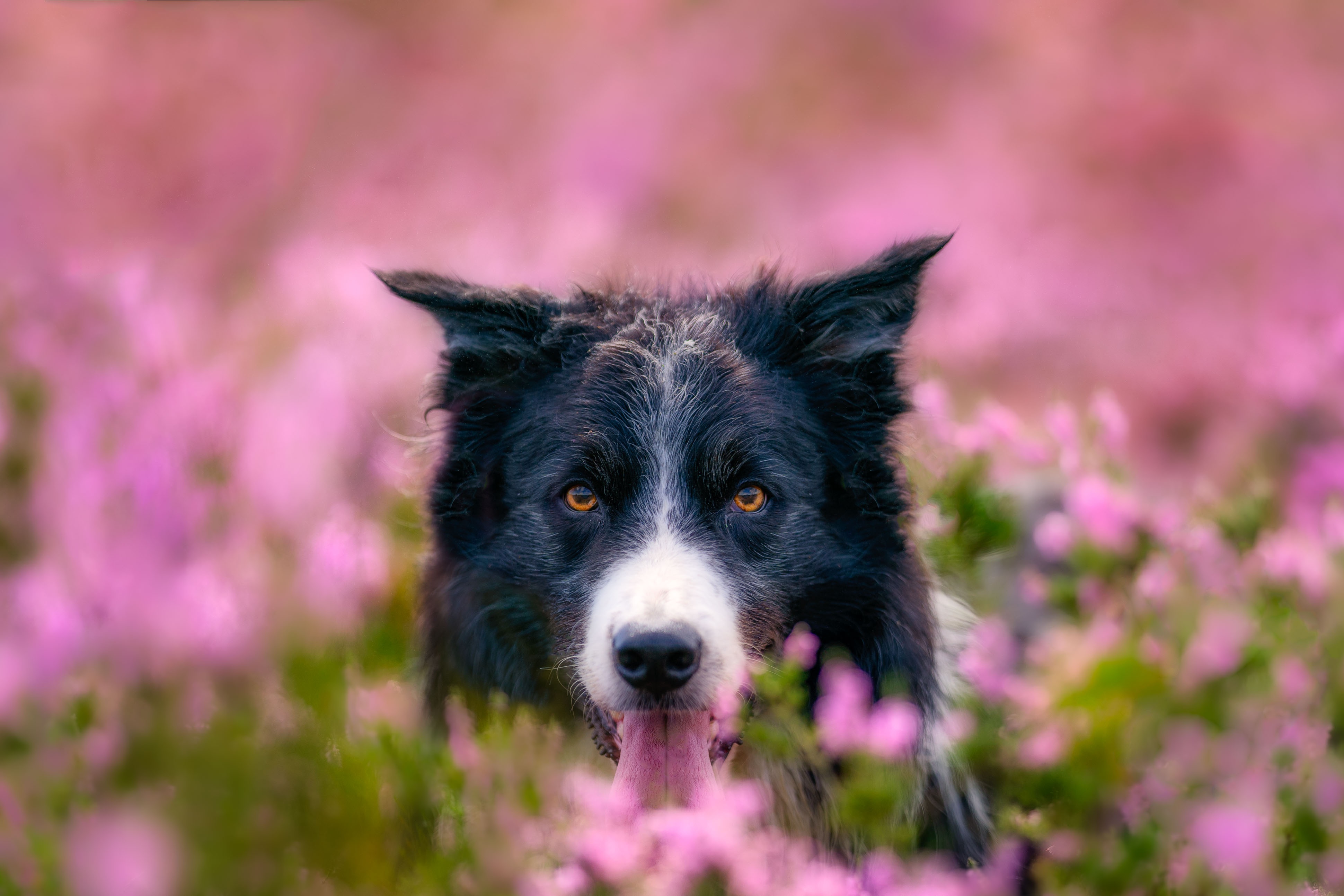 Border Collie in a field of pink flowers HD Wallpaper