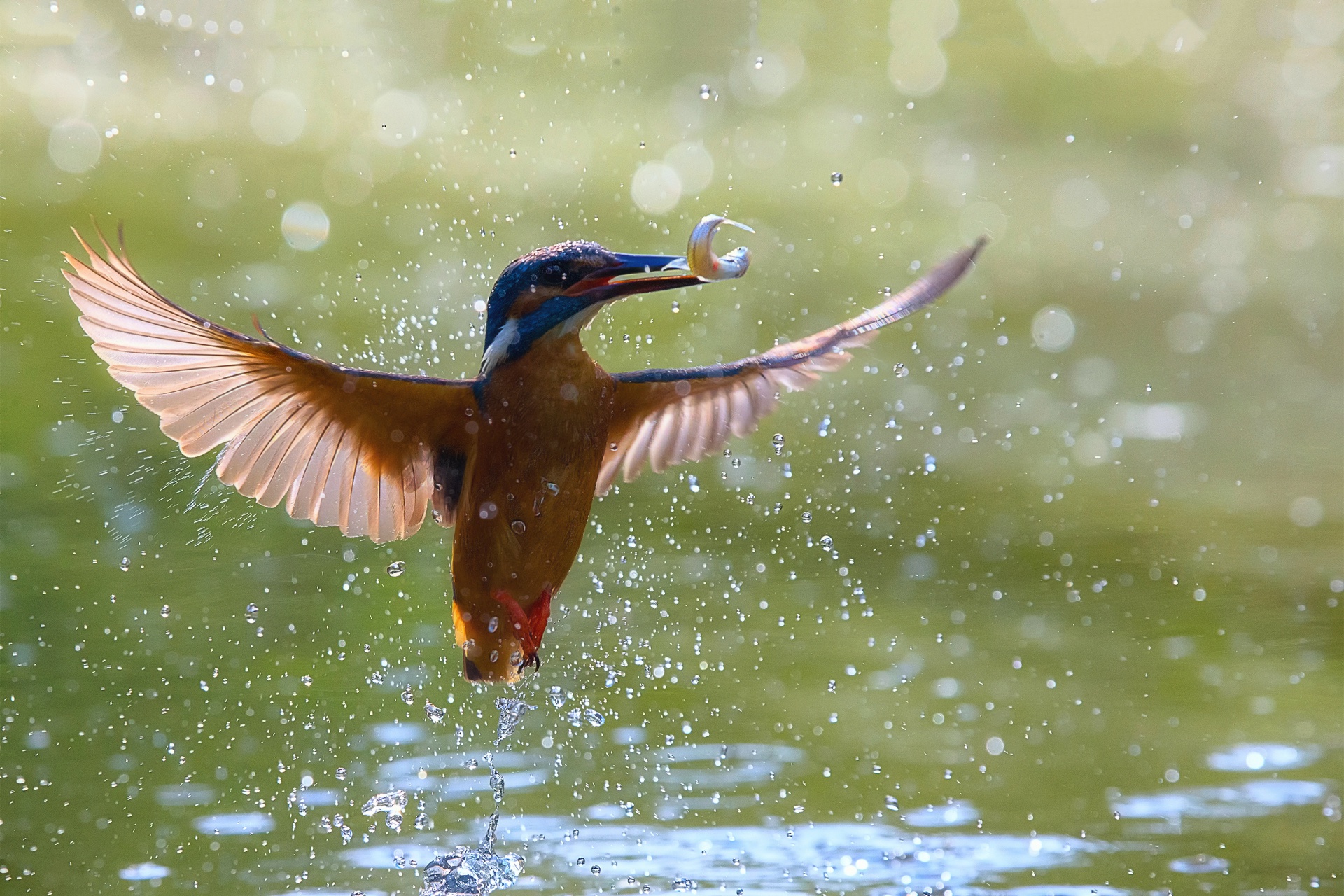 Kingfisher with fish in flight over water HD Wallpaper