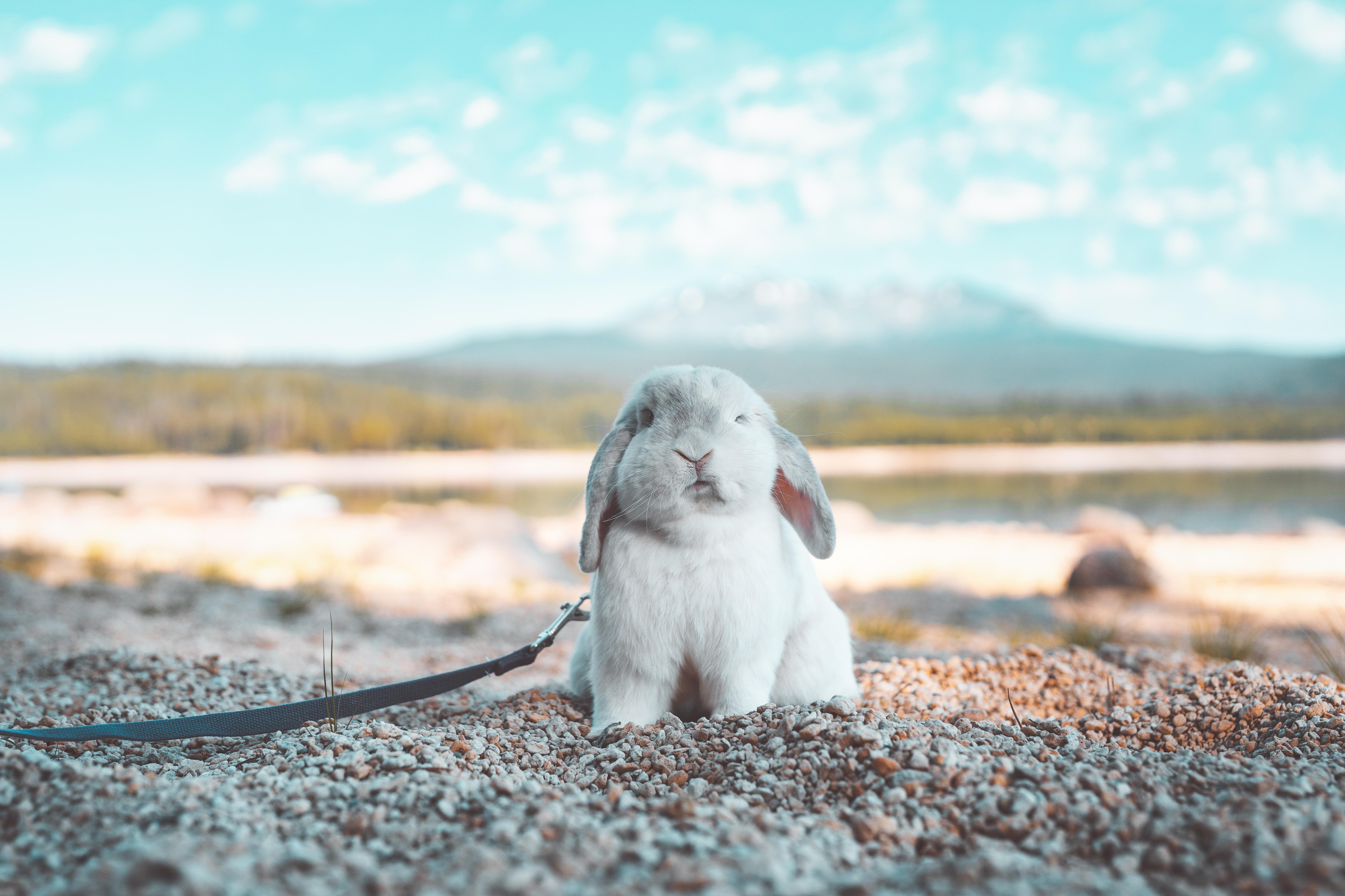 A lop-eared bunny on a leash at the beach HD Wallpaper