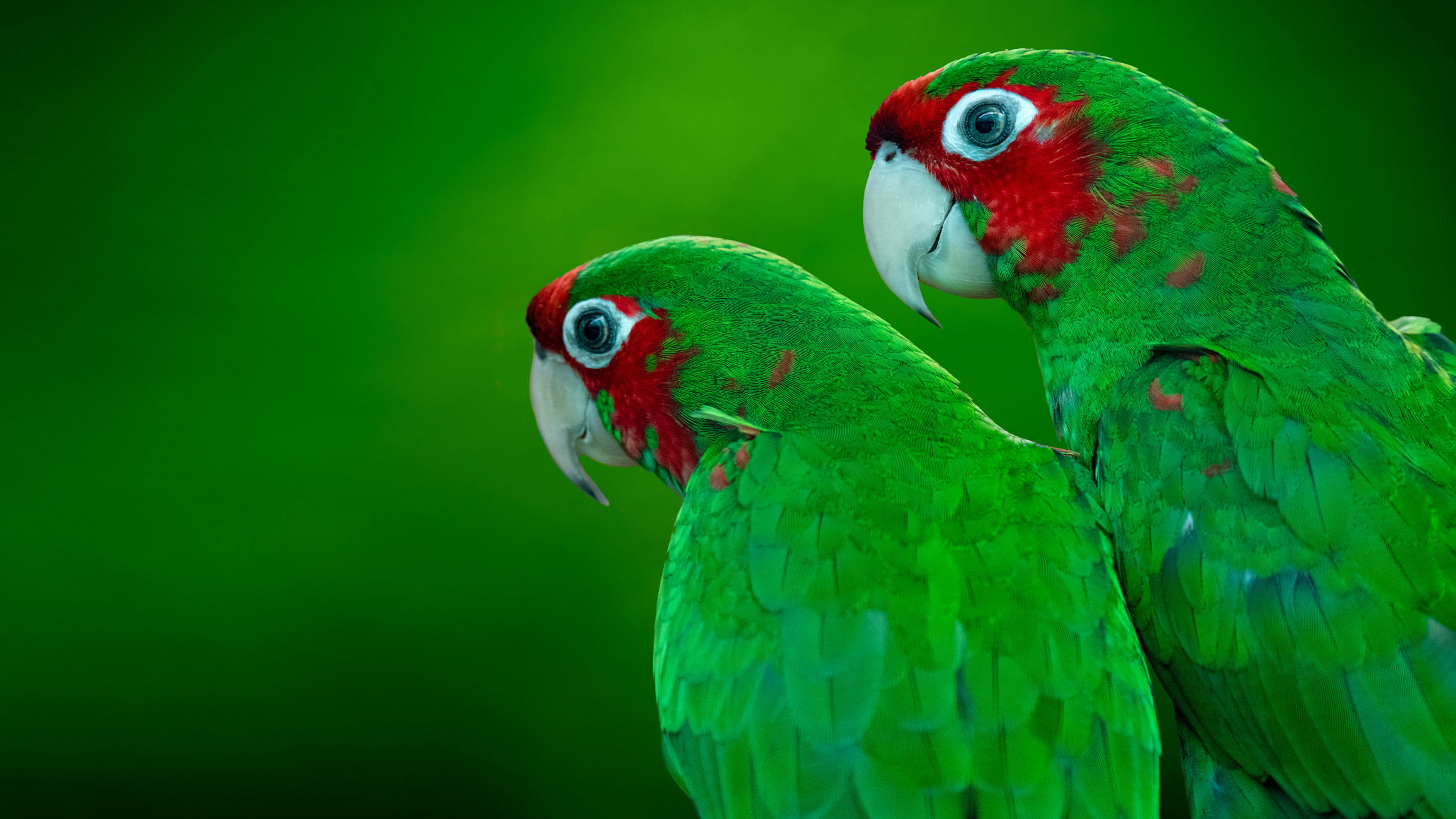 Two Red-masked Parakeets on a green background HD Wallpaper