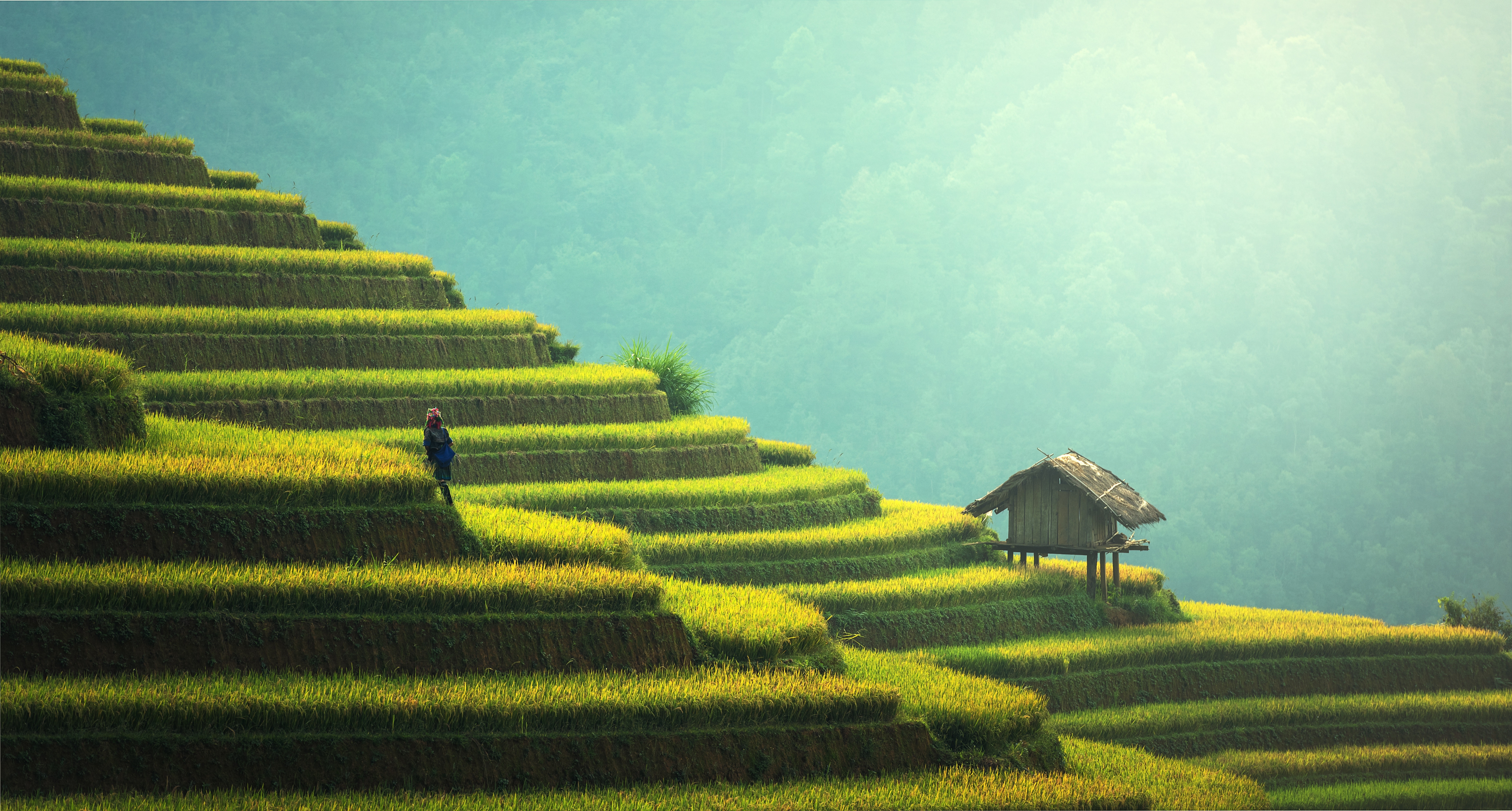 Terraced Rice Fields with a Small Hut and a Person HD Wallpaper