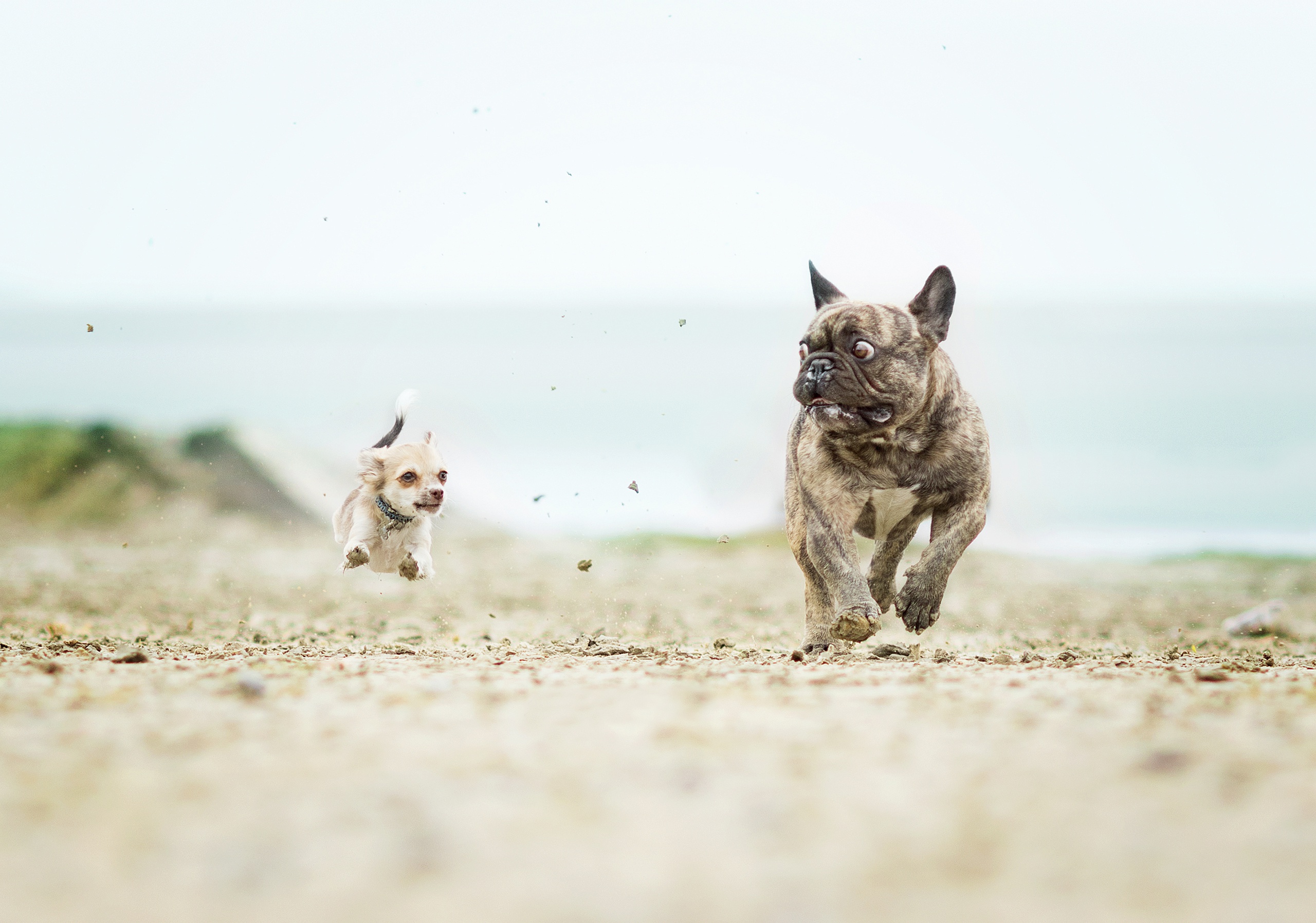 French Bulldog and Chihuahua running on a beach HD Wallpaper