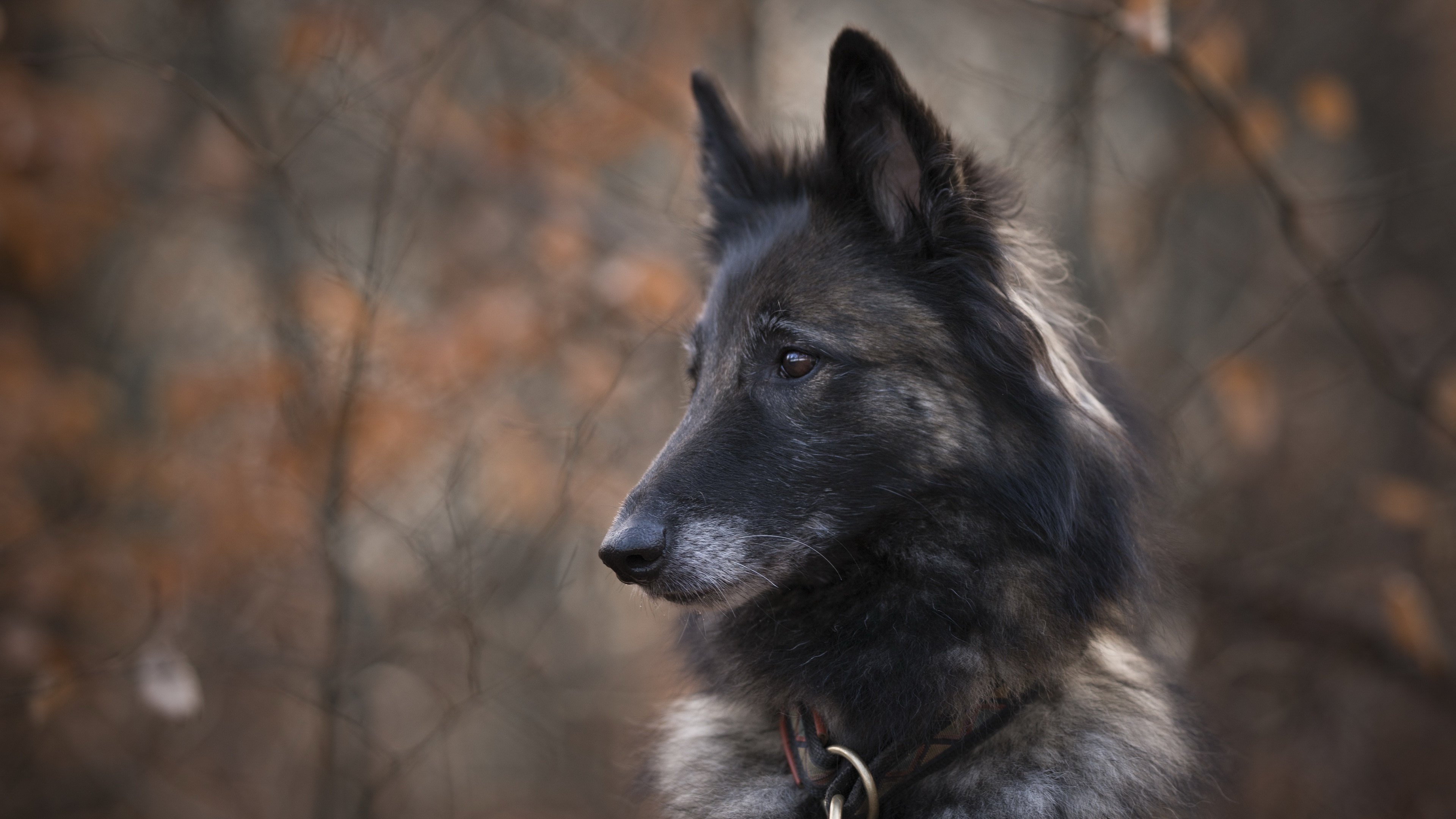 Dog 4K HD Wallpaper