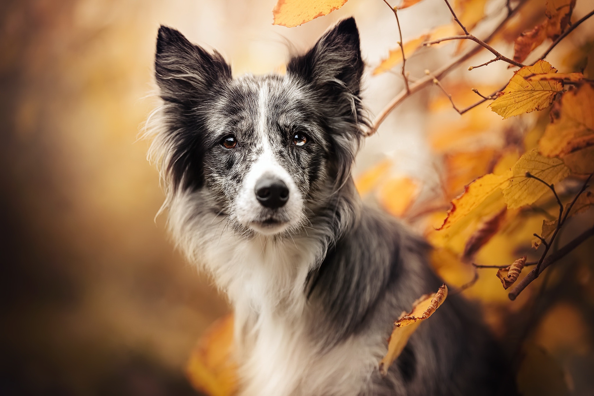 Border Collie dog in autumn leaves HD Wallpaper