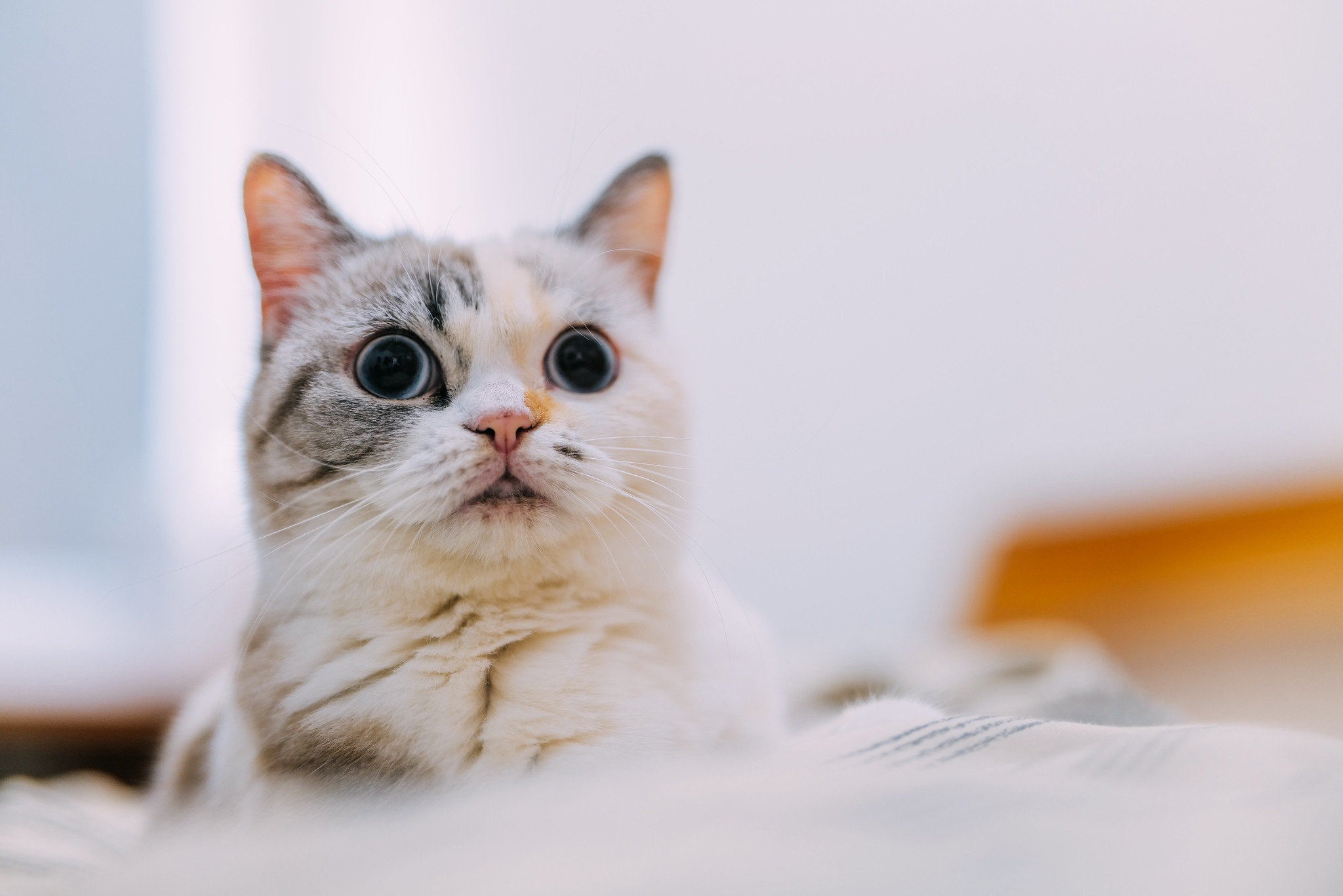 A close-up of a surprised cat with wide eyes HD Wallpaper