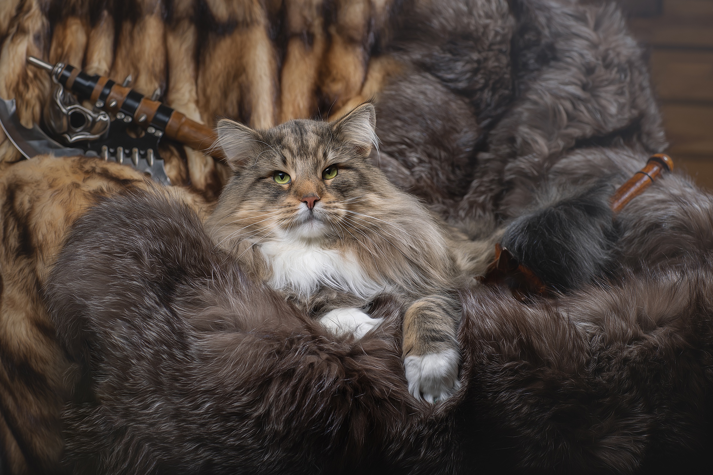 Relaxed Cat Resting on Soft Fur HD Wallpaper