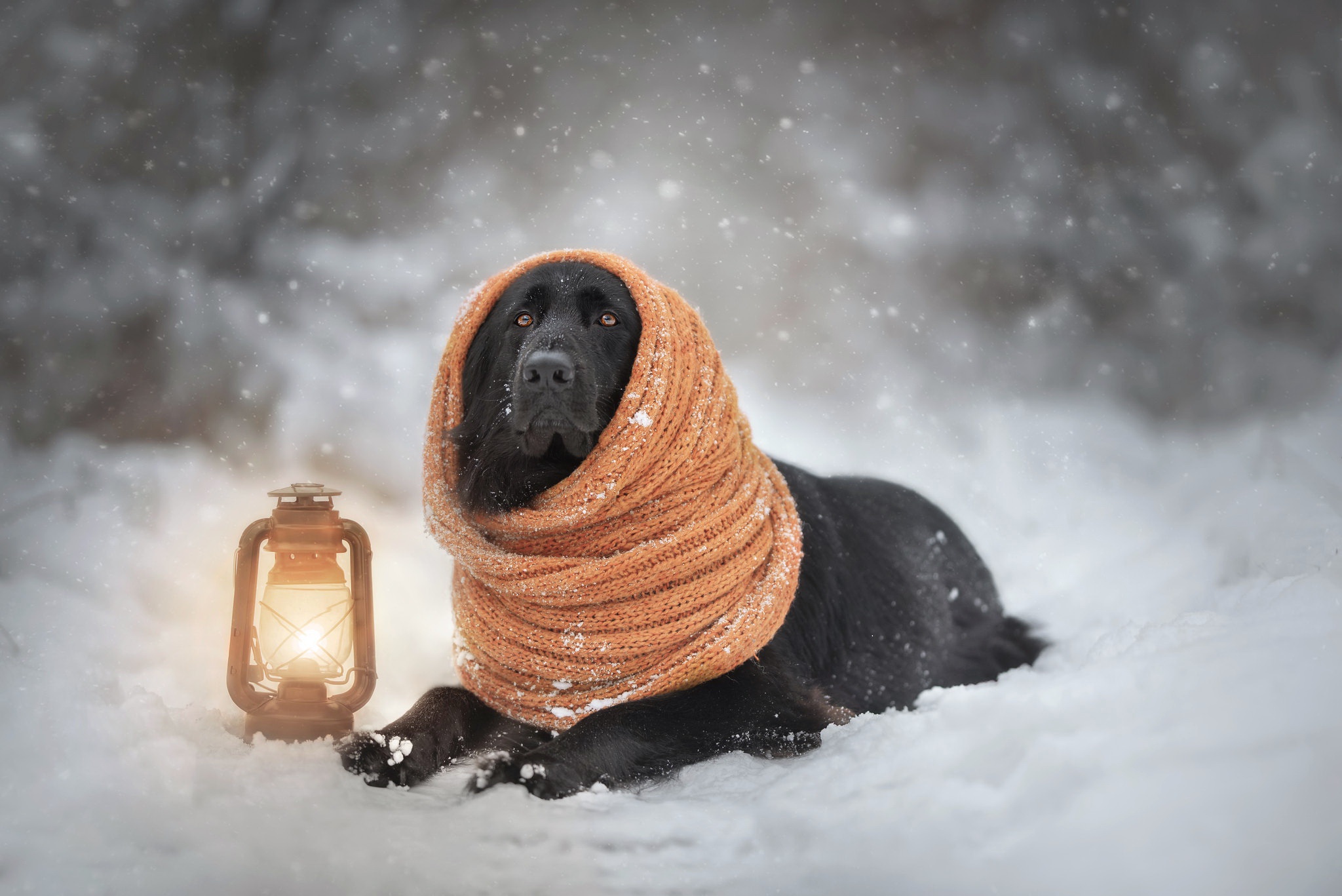 Black dog wearing a scarf in the snow with a lantern HD Wallpaper