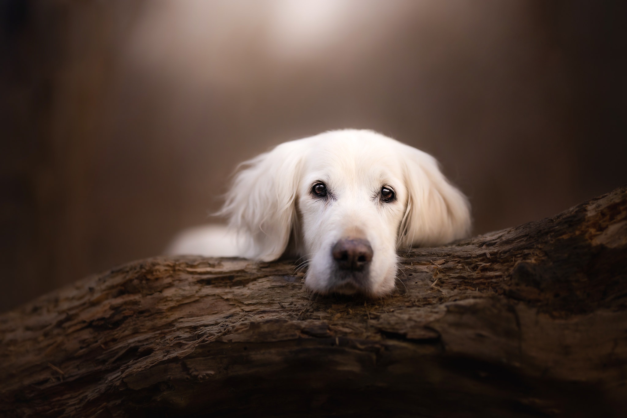 Golden Retriever resting on a log HD Wallpaper