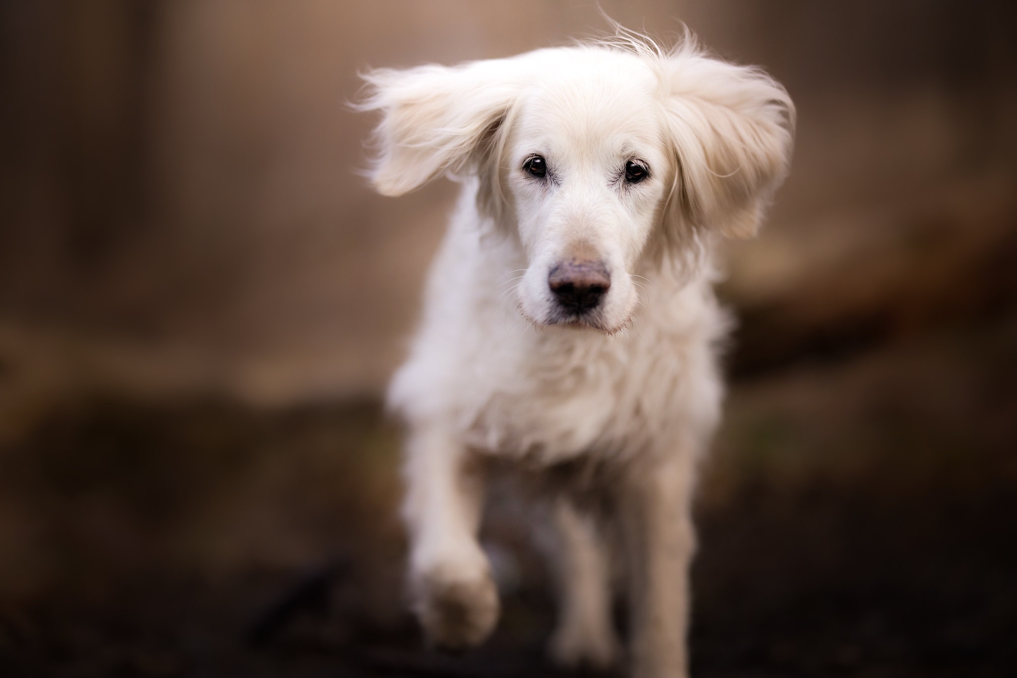 White dog running towards the camera HD Wallpaper