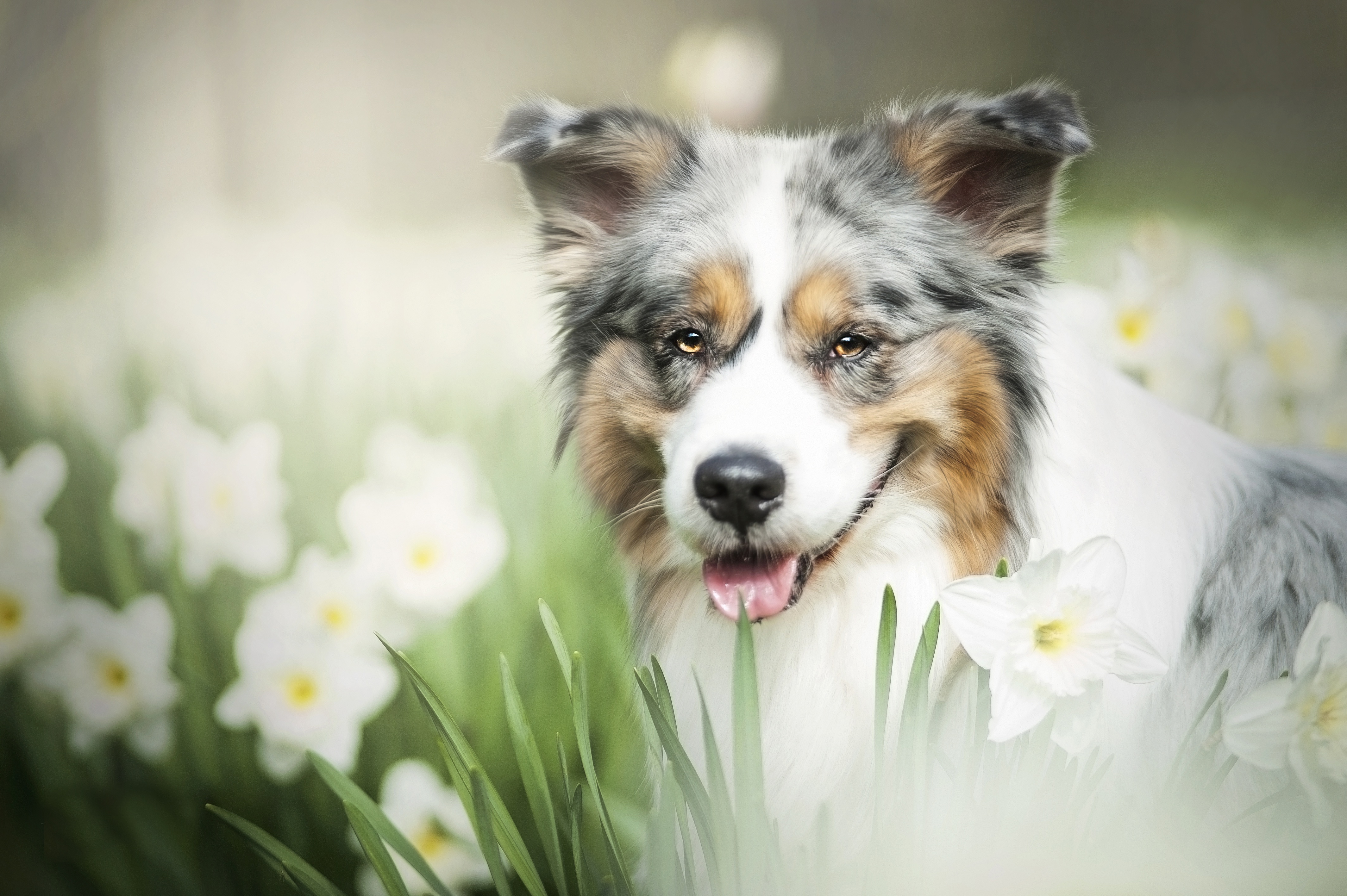 Australian Shepherd Dog in Daffodils HD Wallpaper