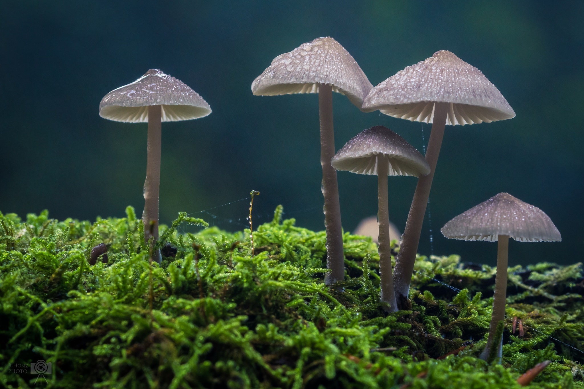 Mushrooms on mossy surface with dark background HD Wallpaper