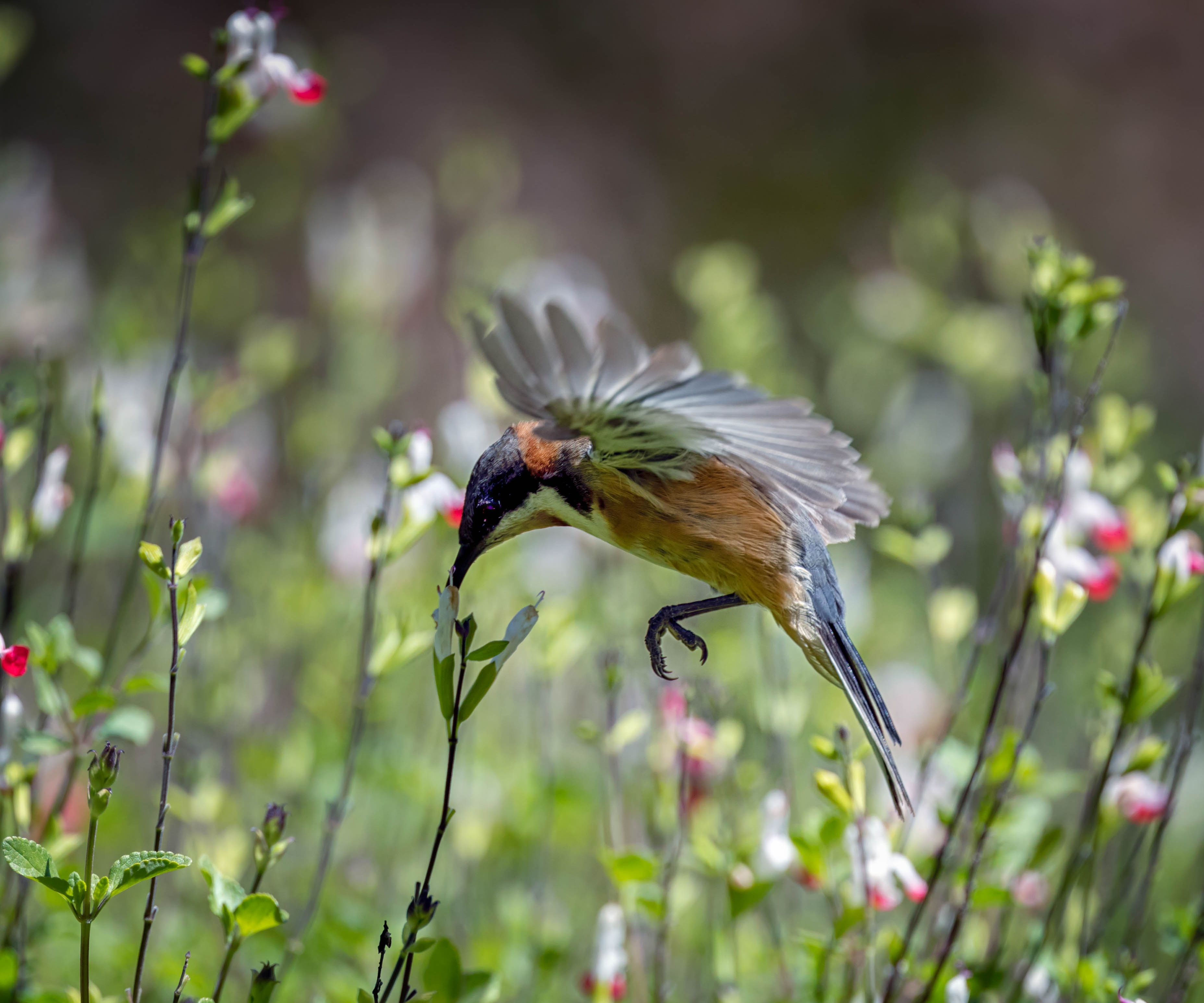Bird feeding on flowers in a garden HD Wallpaper