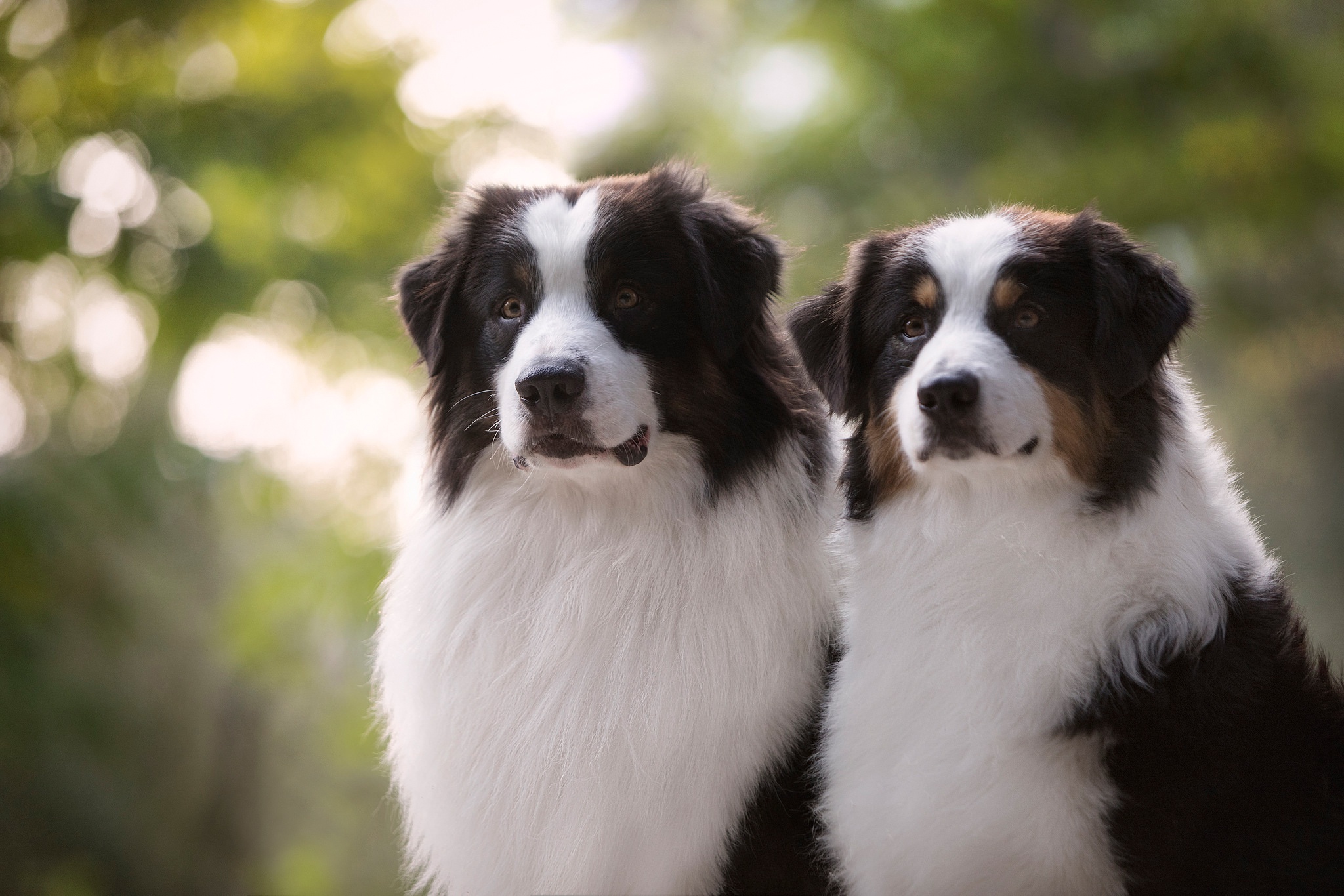 Two Australian Shepherds outdoors HD Wallpaper