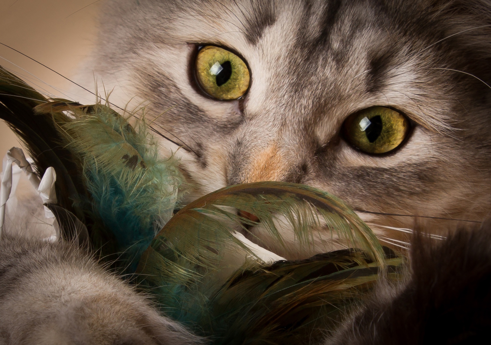 Close-up of a cat with green eyes holding feathers HD Wallpaper