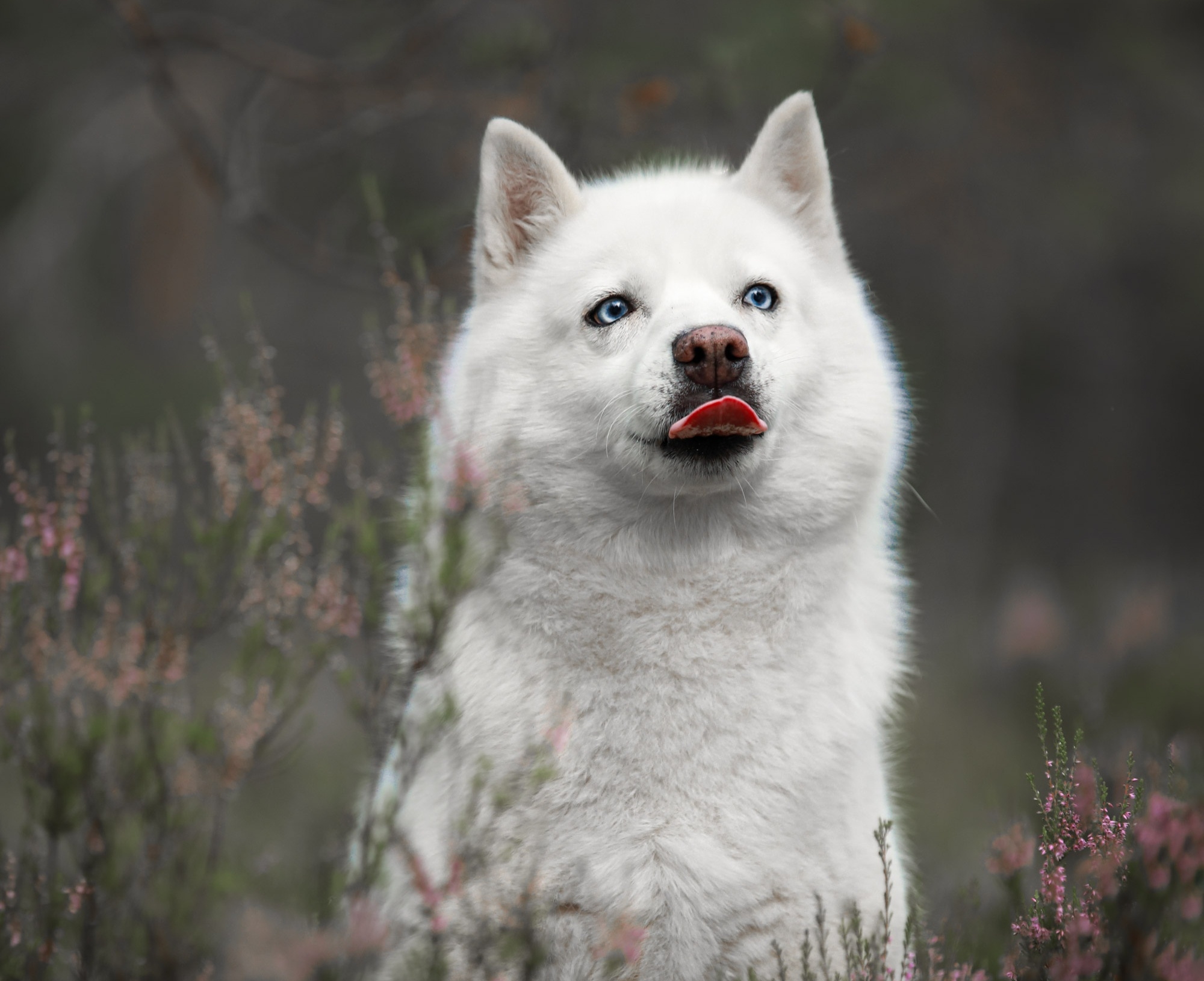 White Husky Dog with Blue Eyes in Flowers HD Wallpaper