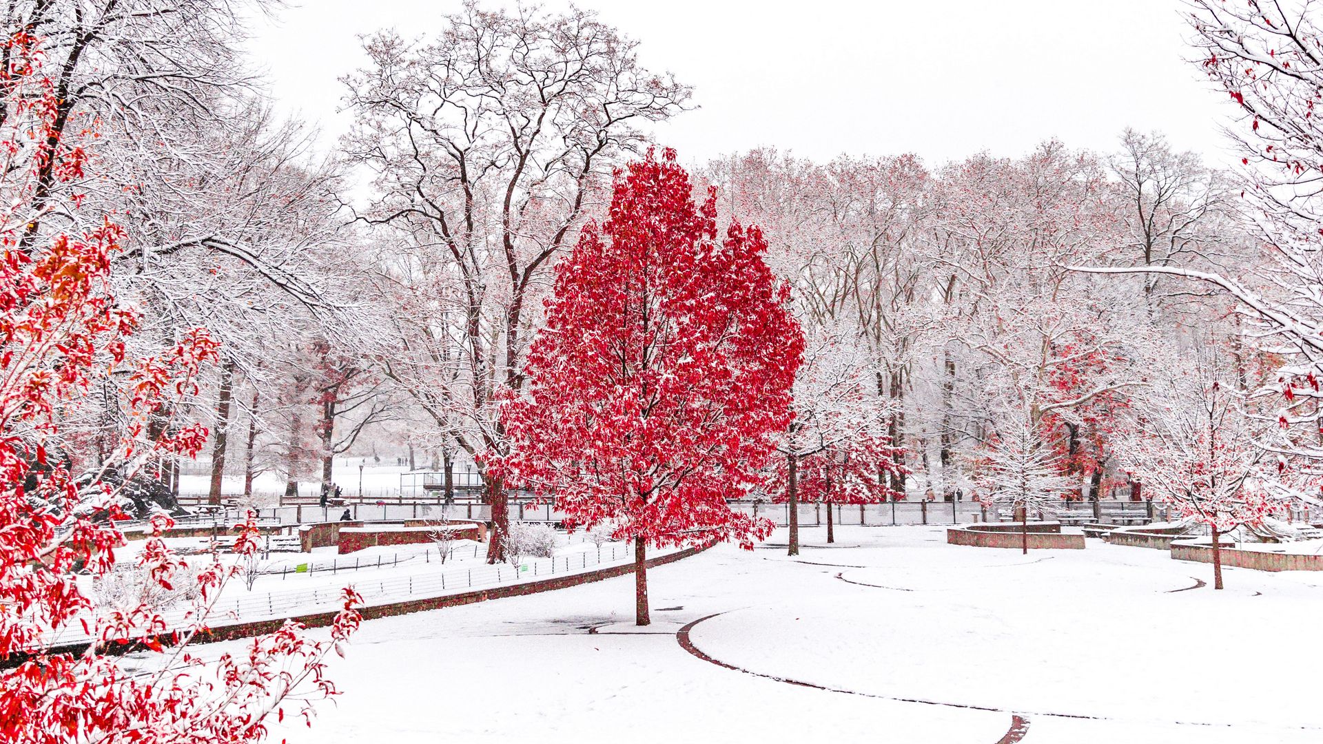 Red tree in a snowy park HD Wallpaper