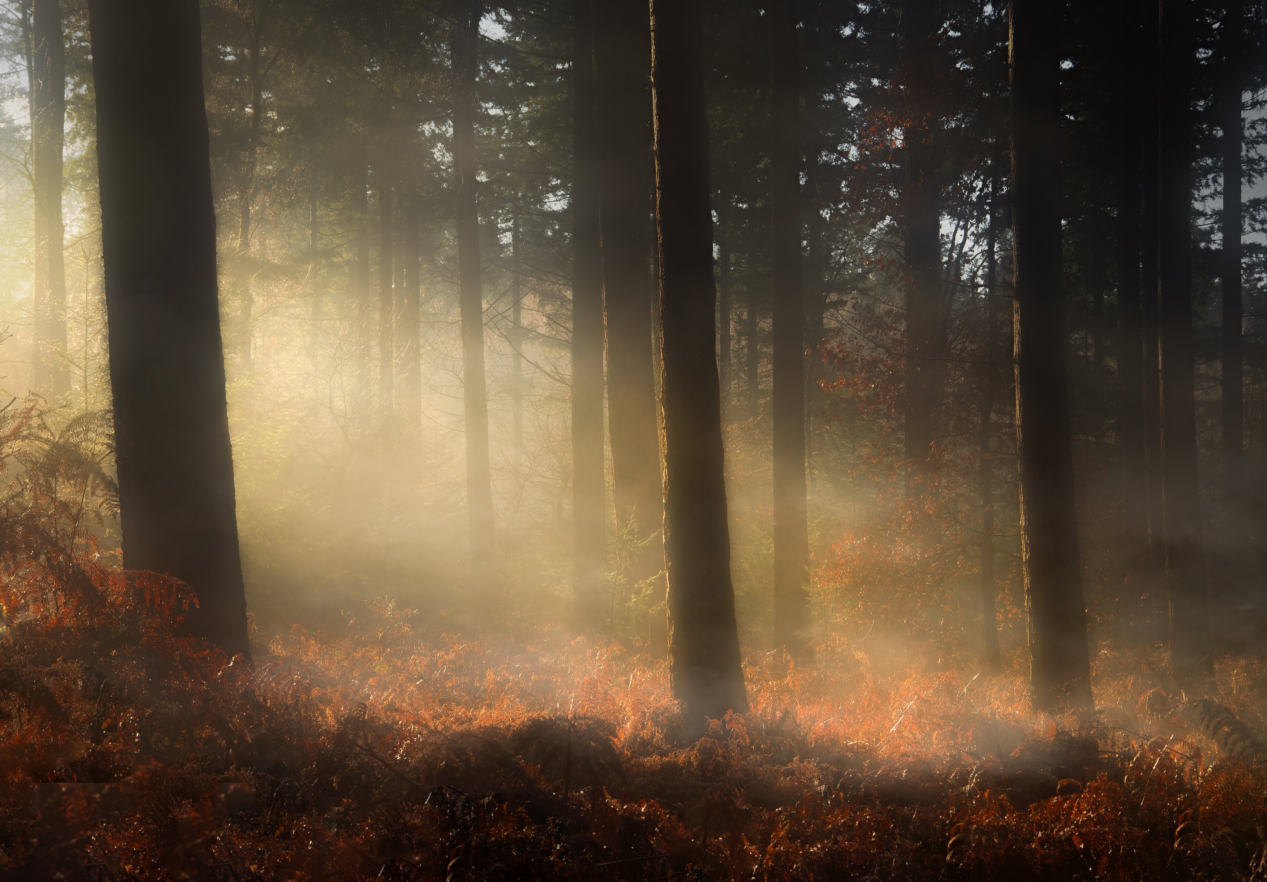 Sunlight filtering through a misty forest with ferns HD Wallpaper