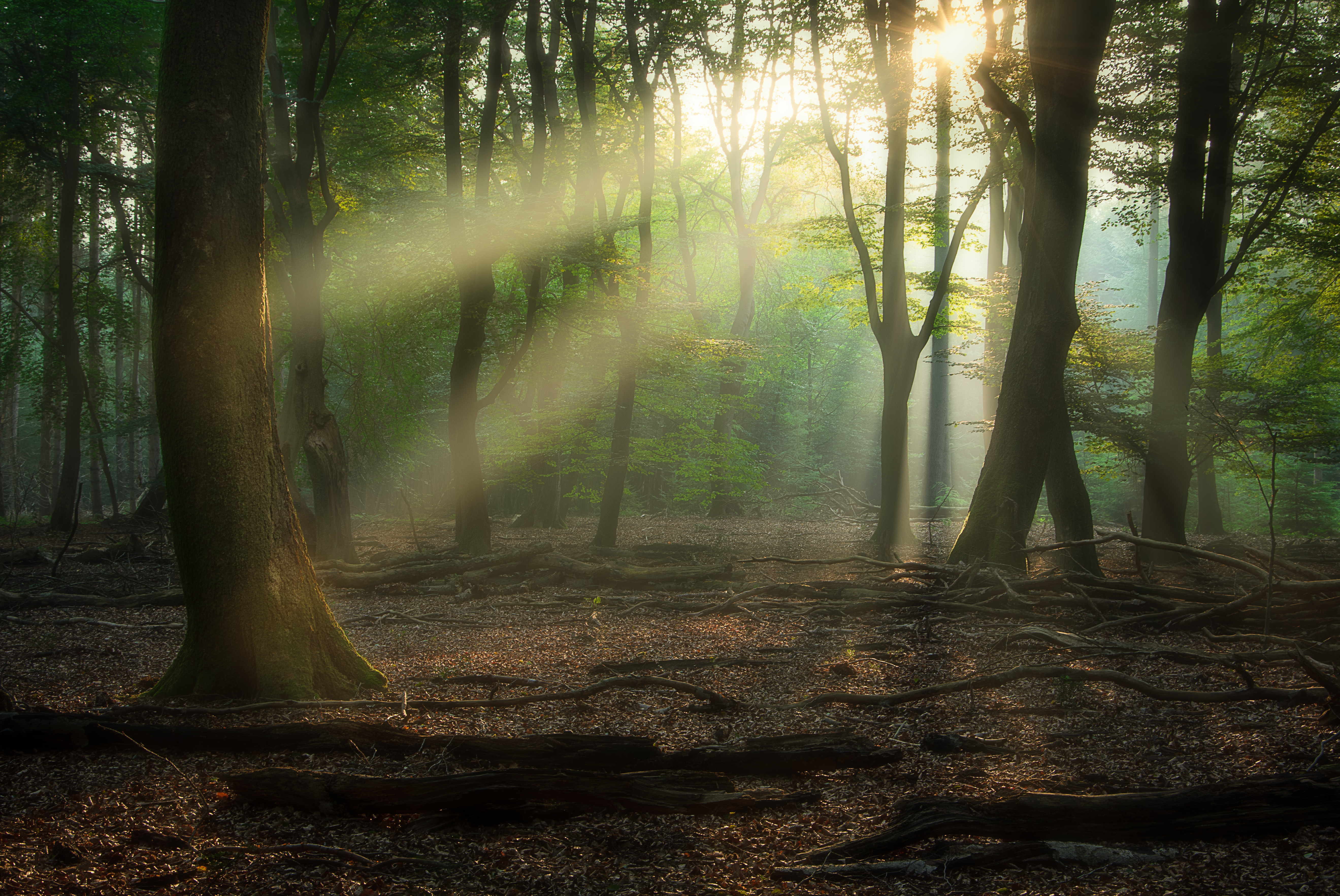 Sunlight filtering through a forest with exposed tree roots HD Wallpaper