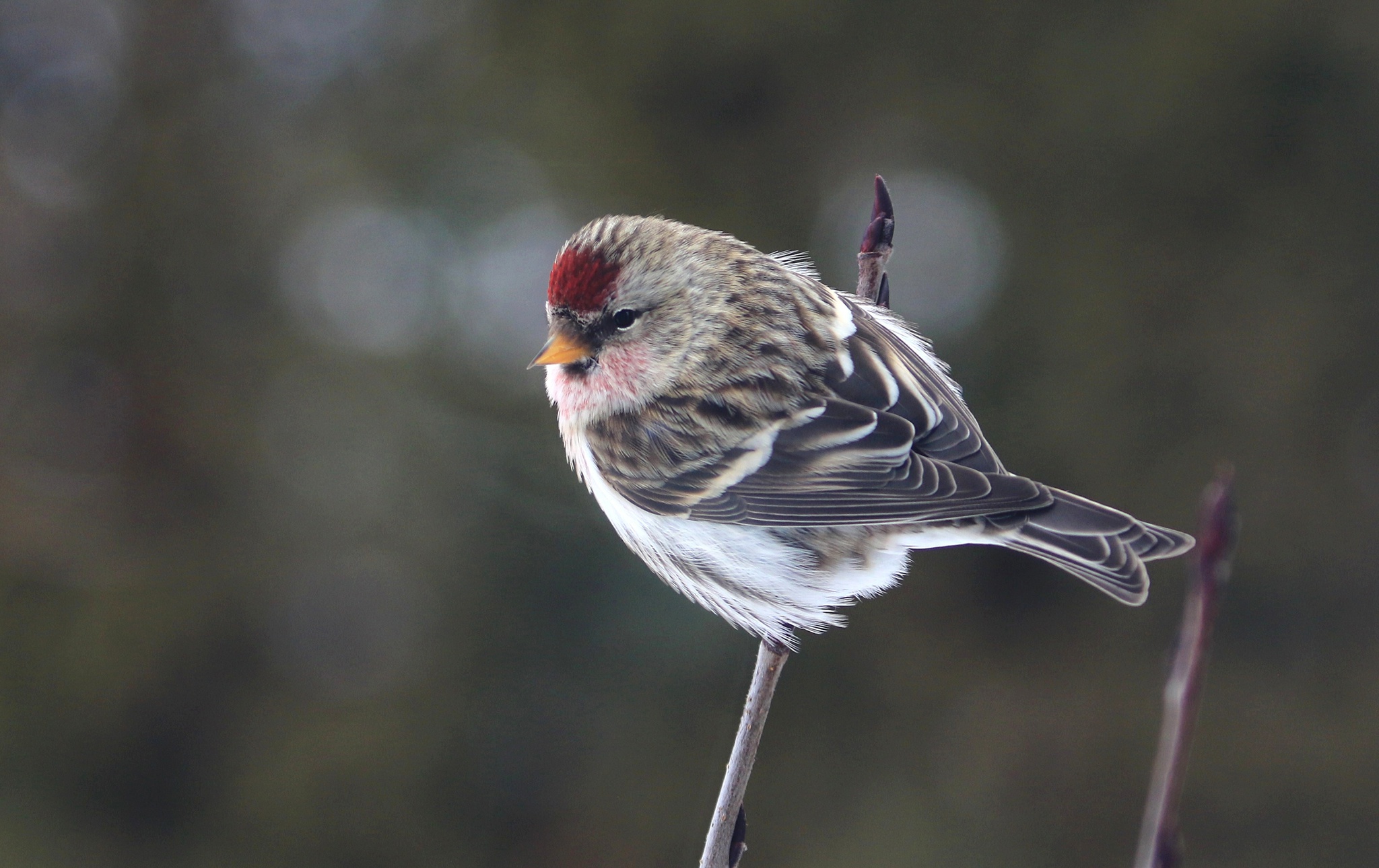 Common Redpoll bird perched on a branch HD Wallpaper