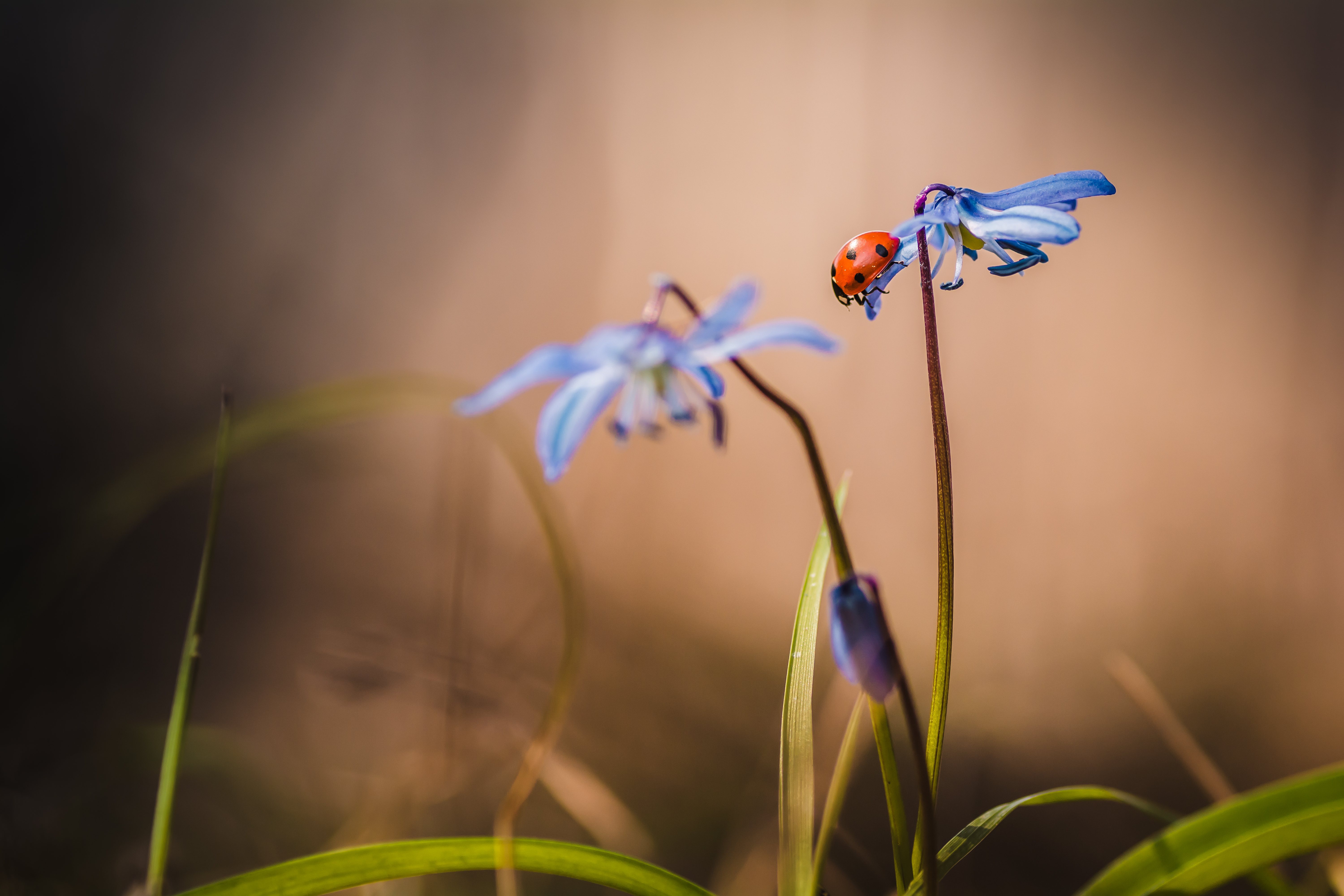 Ladybug on a blue flower HD Wallpaper