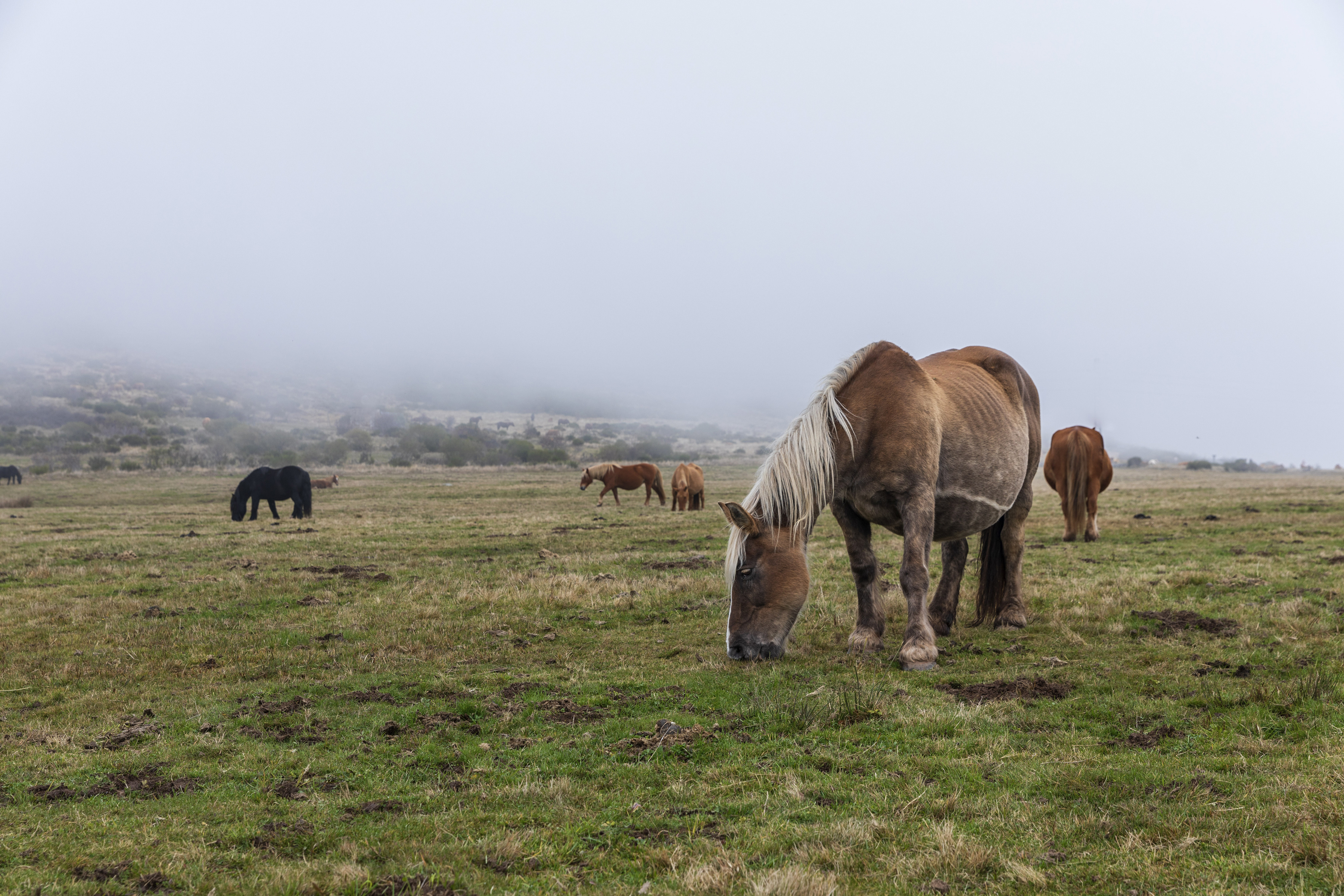 Horses grazing in a foggy field HD Wallpaper