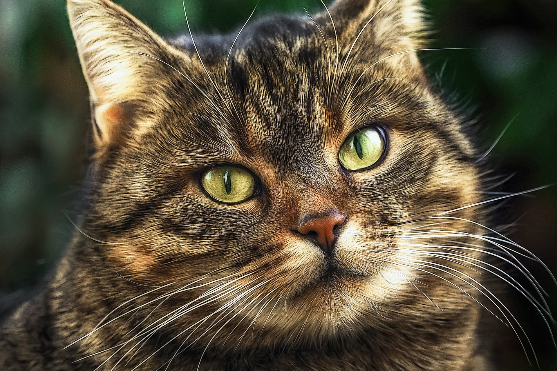 Close-up of a tabby cat's face HD Wallpaper