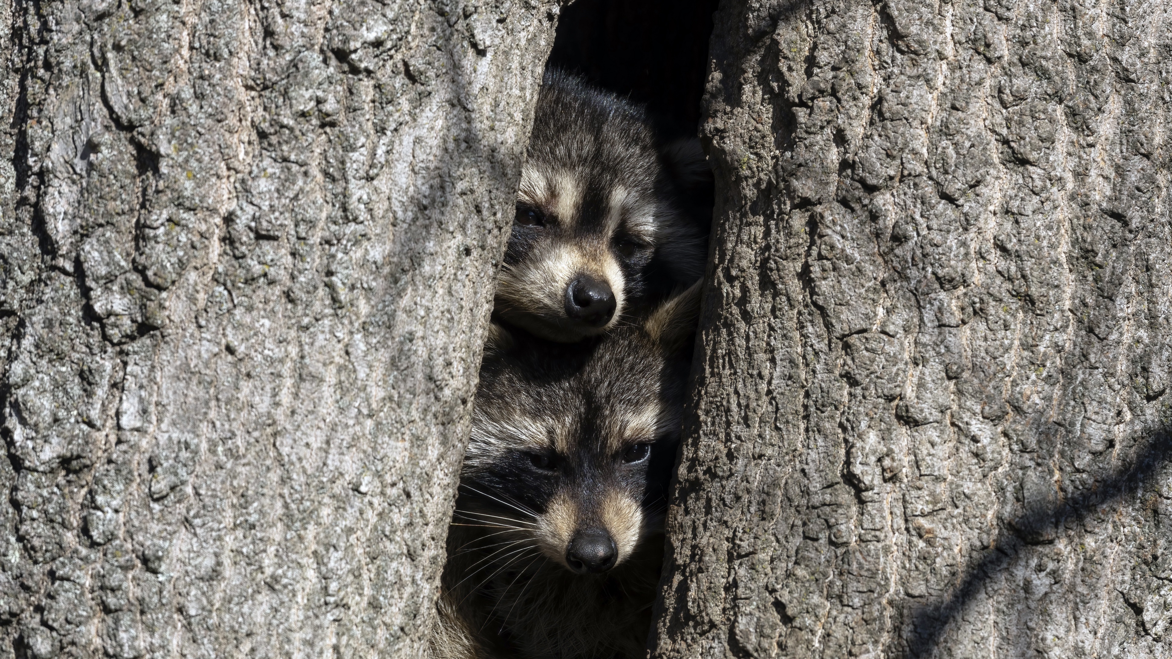 Two Raccoons Peeking from Tree Hollow 4K HD Wallpaper