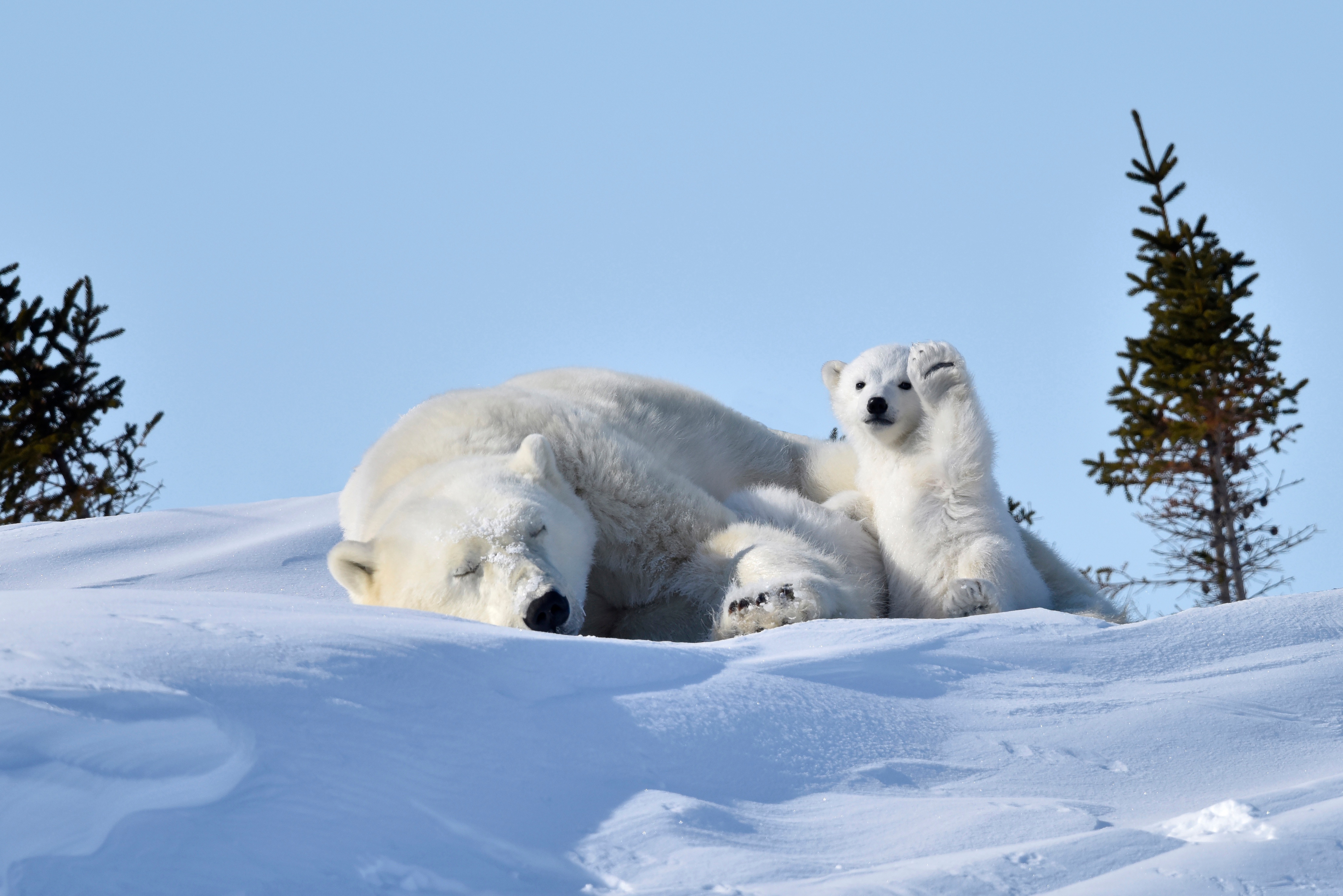 Polar Bear and Cub in Snow HD Wallpaper