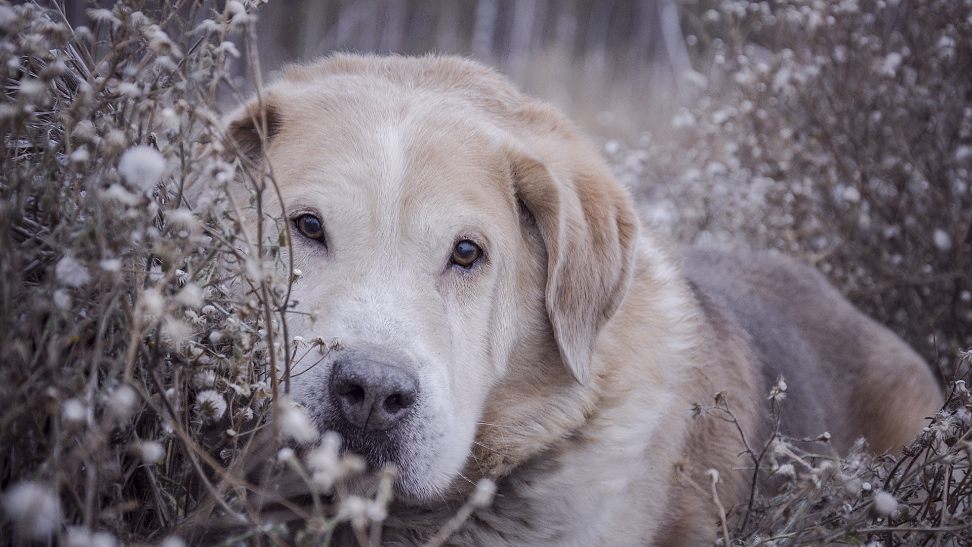 Labrador Retriever dog in dry grass HD Wallpaper