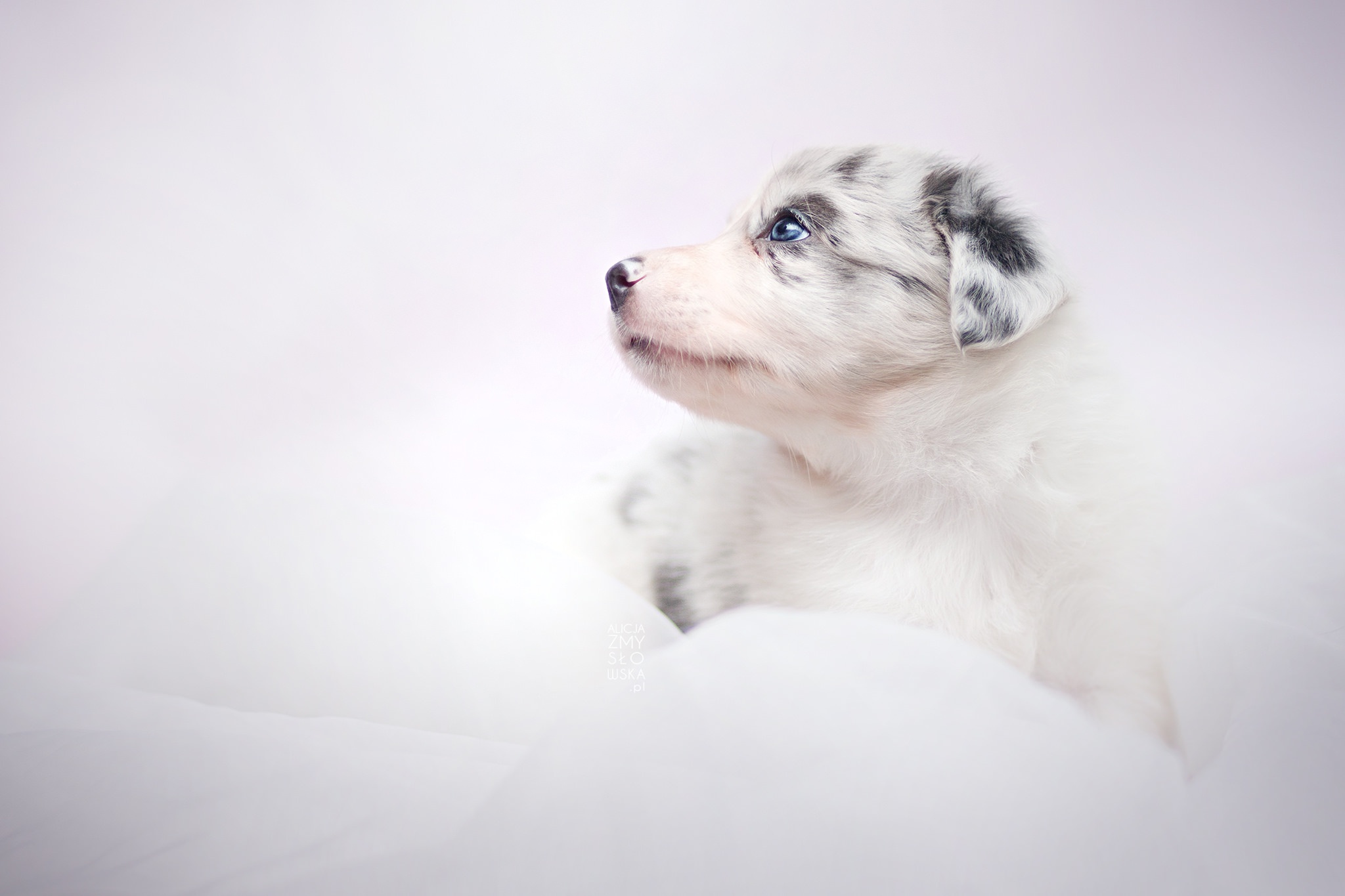 Blue-eyed Border Collie puppy on white background HD Wallpaper