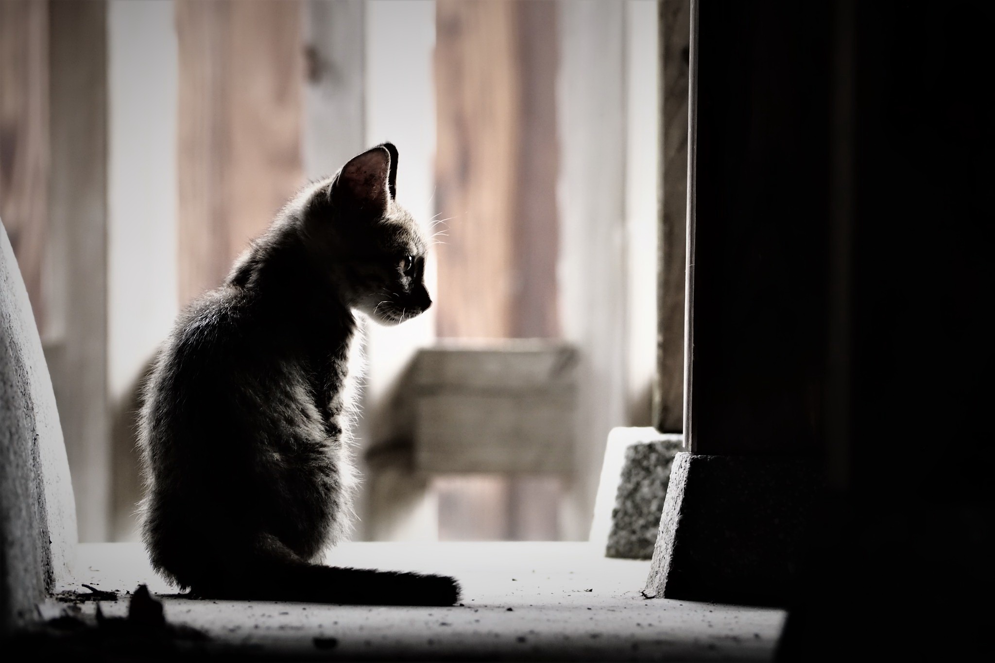 Silhouette of a kitten sitting by a window HD Wallpaper
