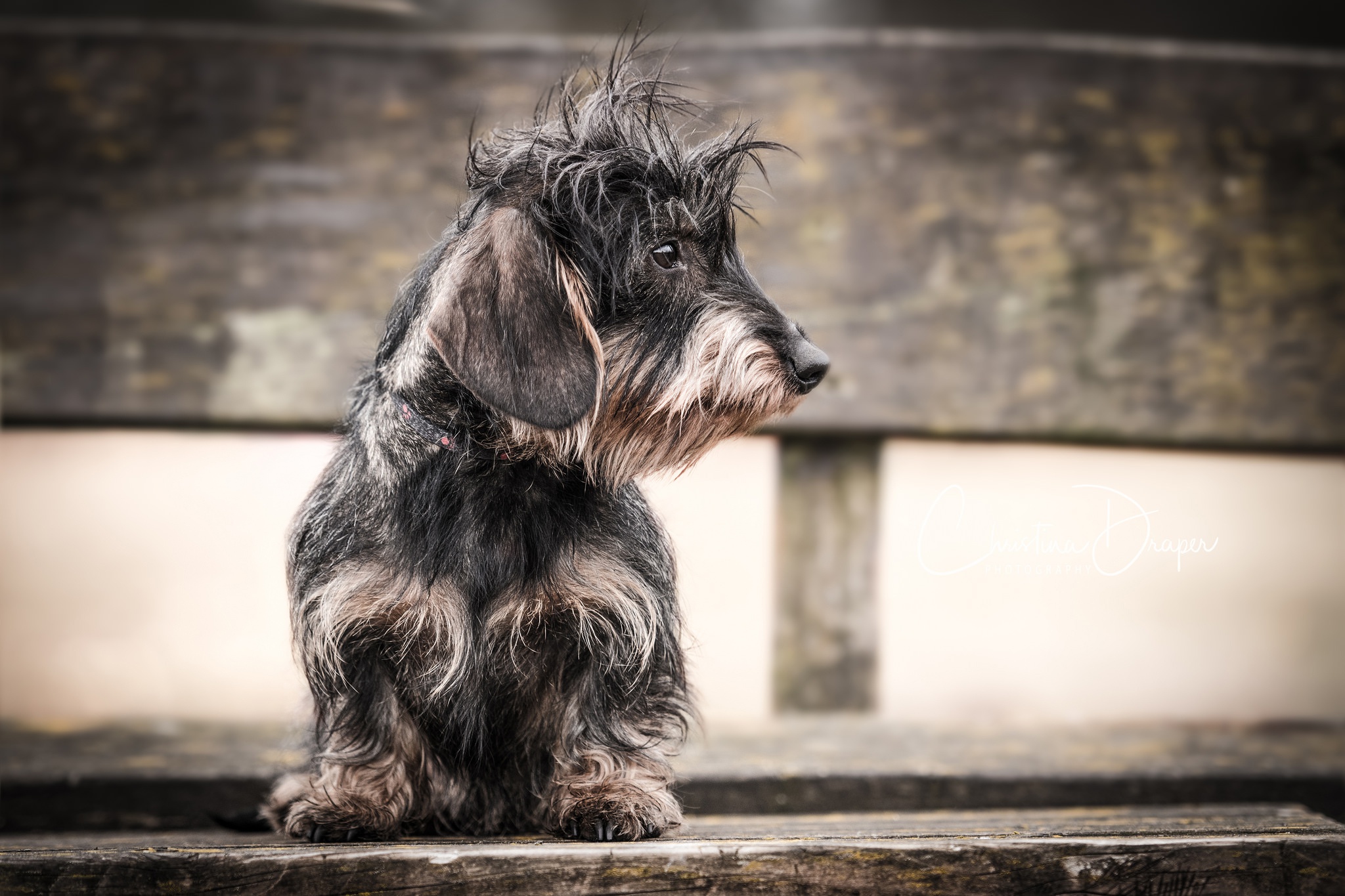 Wirehaired Dachshund sitting on a wooden bench HD Wallpaper