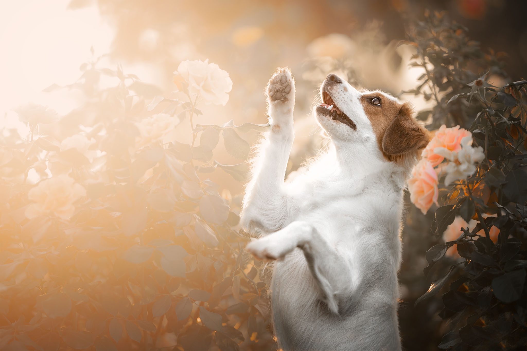 Dog reaching up in a garden HD Wallpaper