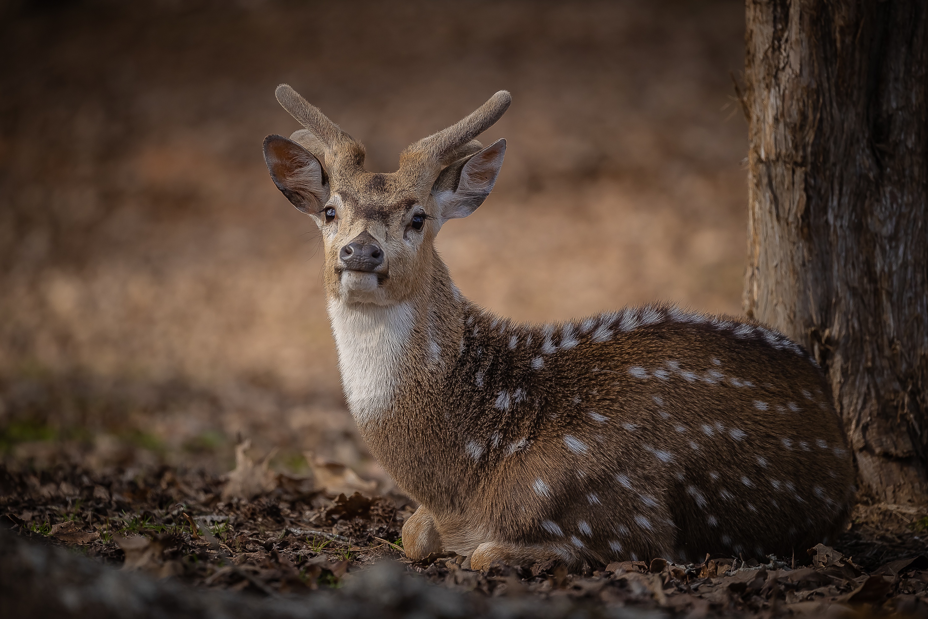 Spotted deer resting near a tree HD Wallpaper