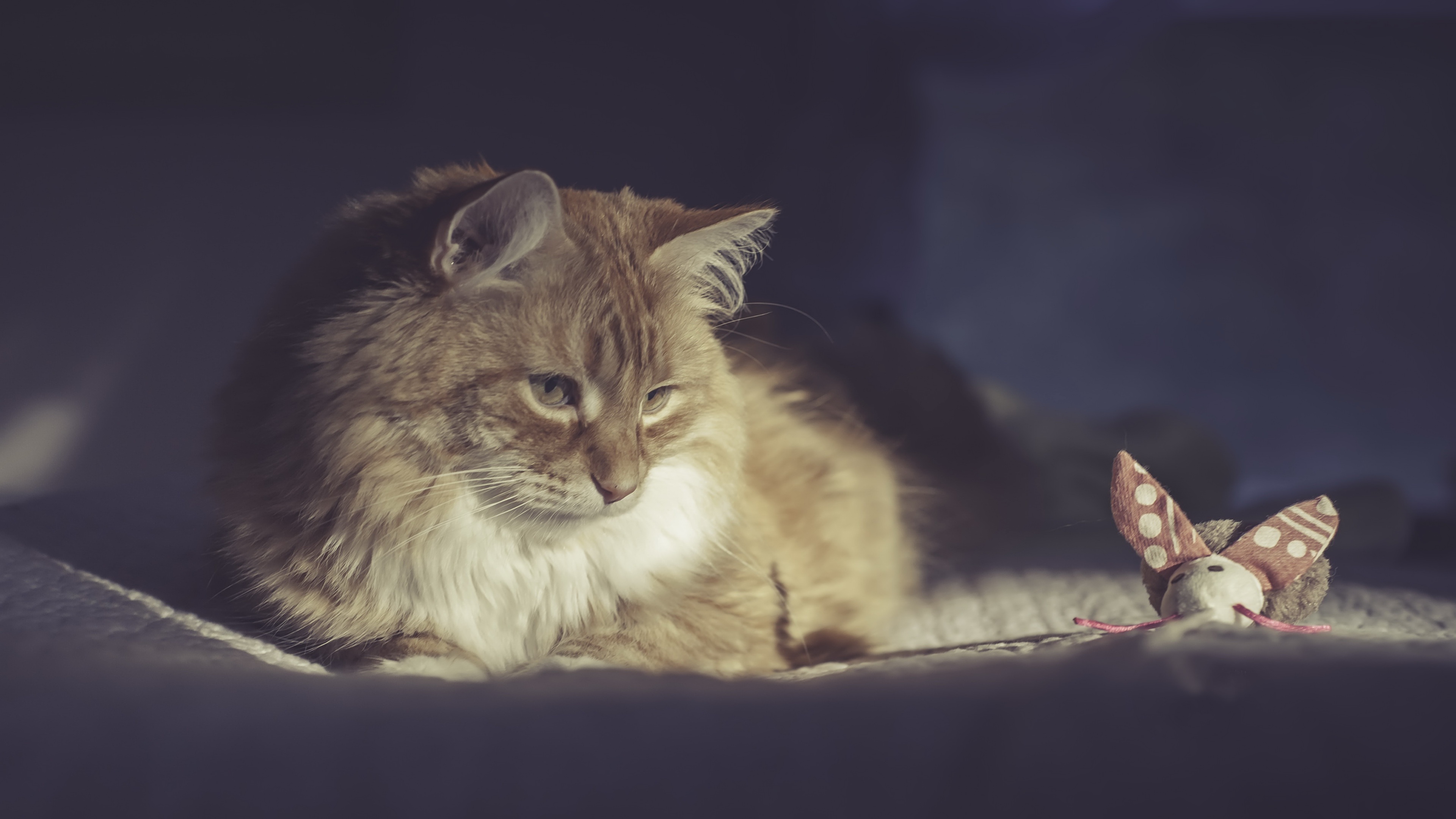 Orange cat looking at a toy mouse HD Wallpaper