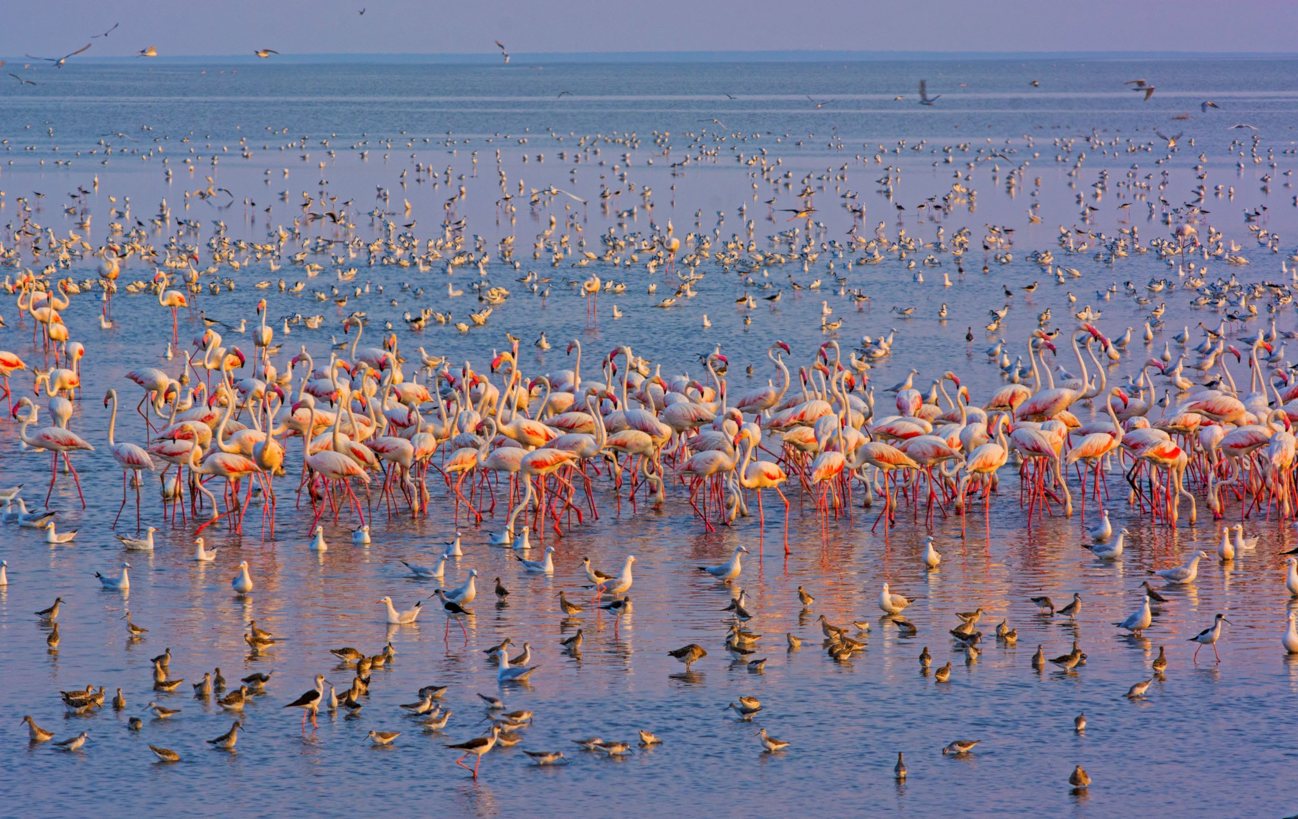 A large flock of flamingos and other birds in shallow water HD Wallpaper